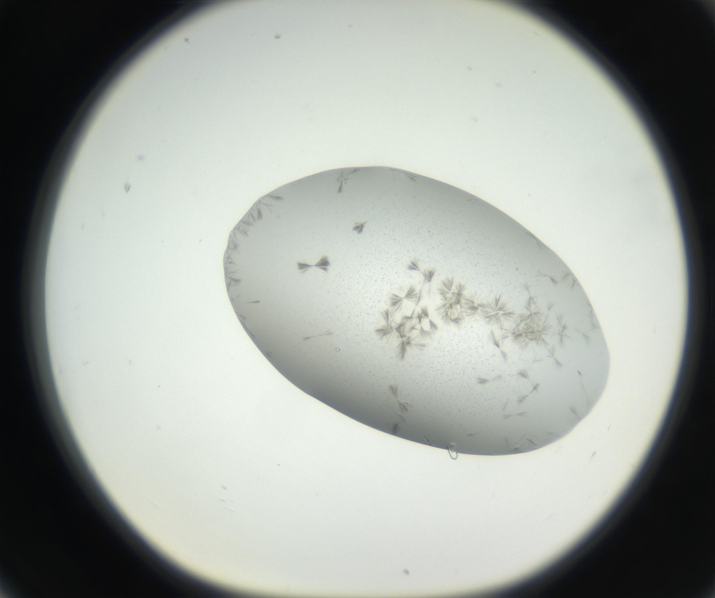 RI01_03_000_0212_Proj1_Clon1_MC_0000MC102622_003_160808_06_07_01_00_99_002_001_RAI.jpg