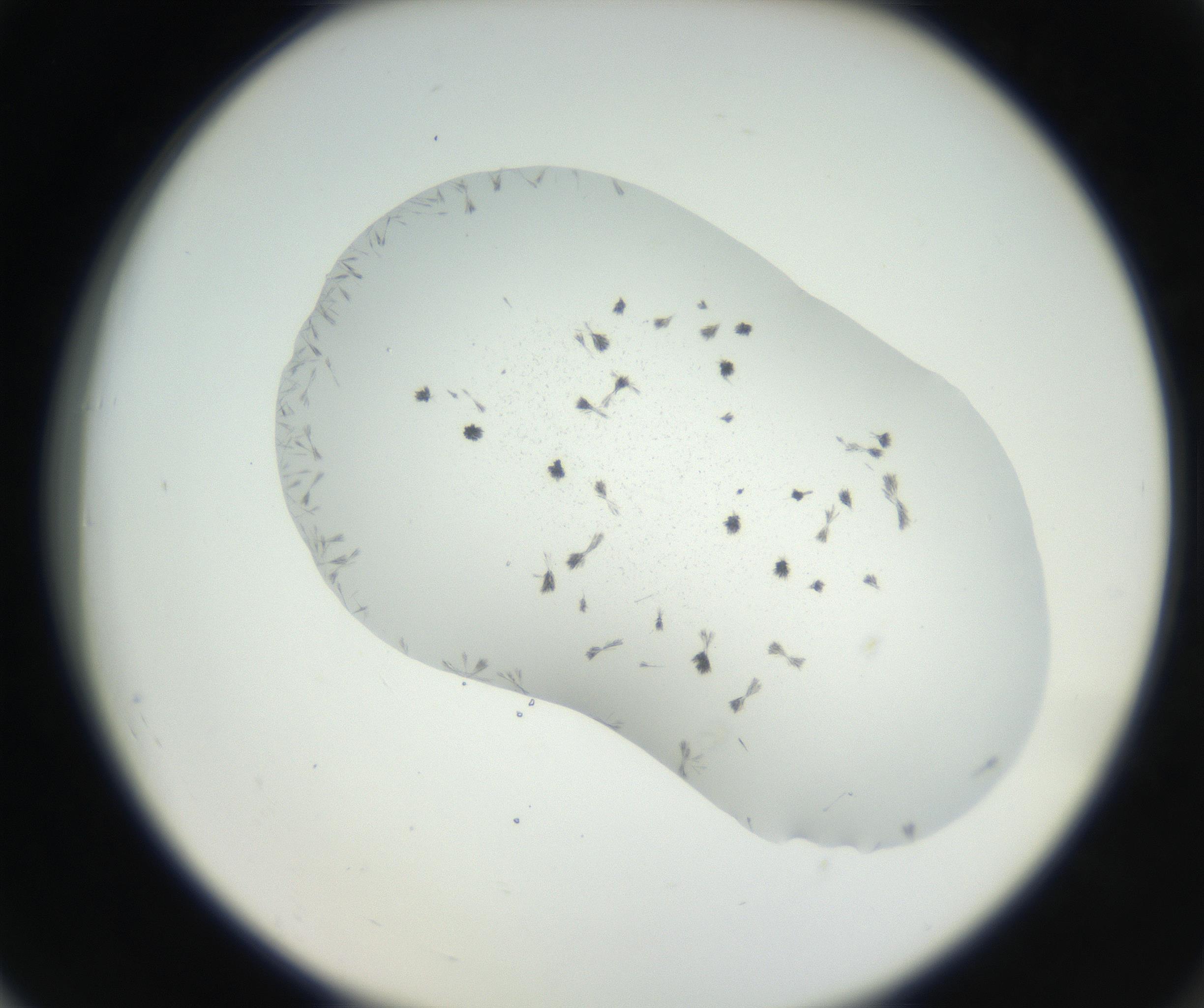 RI01_03_000_0212_Proj1_Clon1_MC_0000MC102622_003_160808_06_07_02_00_99_002_001_RAI.jpg