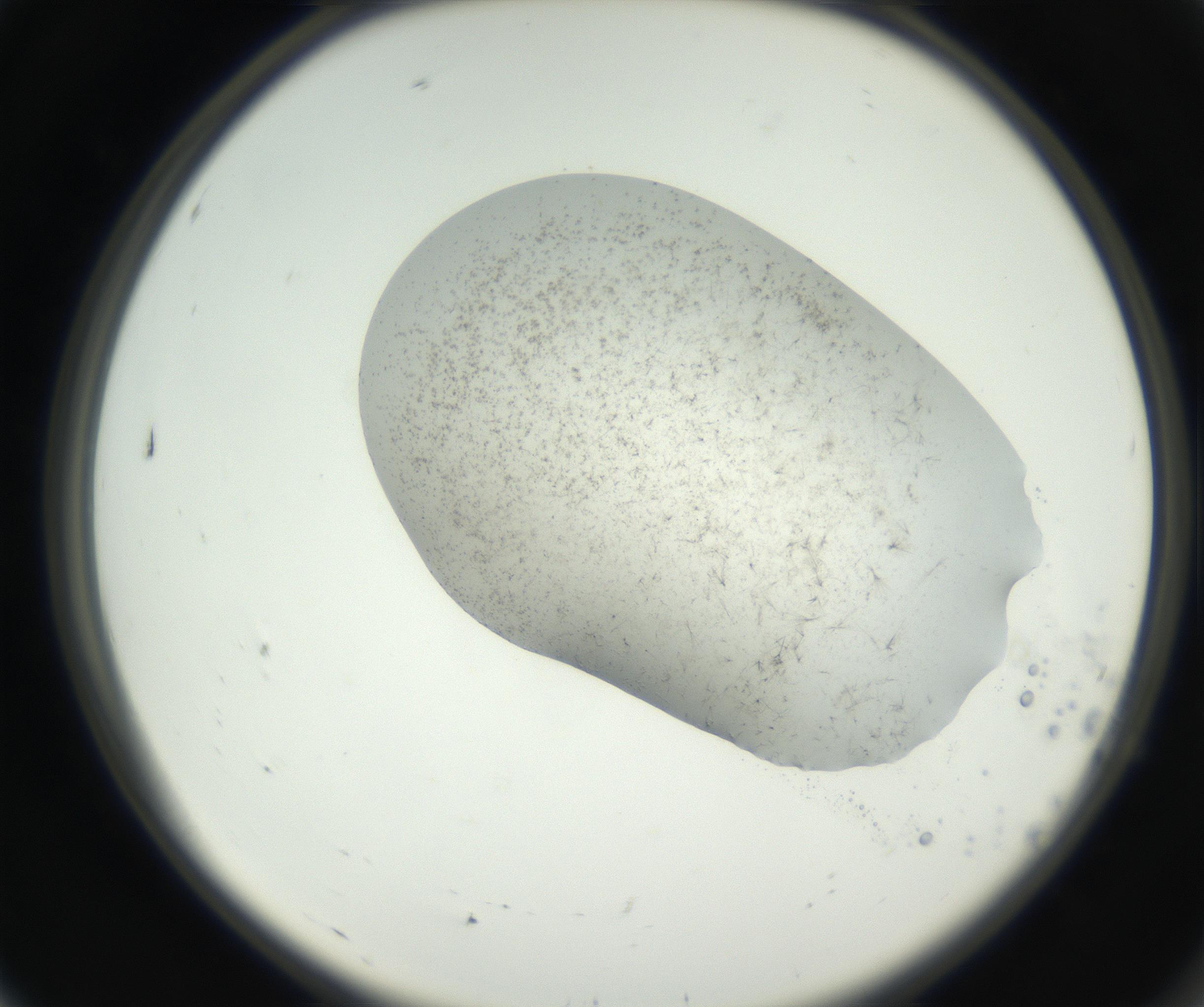 RI01_03_000_0212_Proj1_Clon1_MC_0000MC102622_003_160808_07_01_02_00_99_002_001_RAI.jpg
