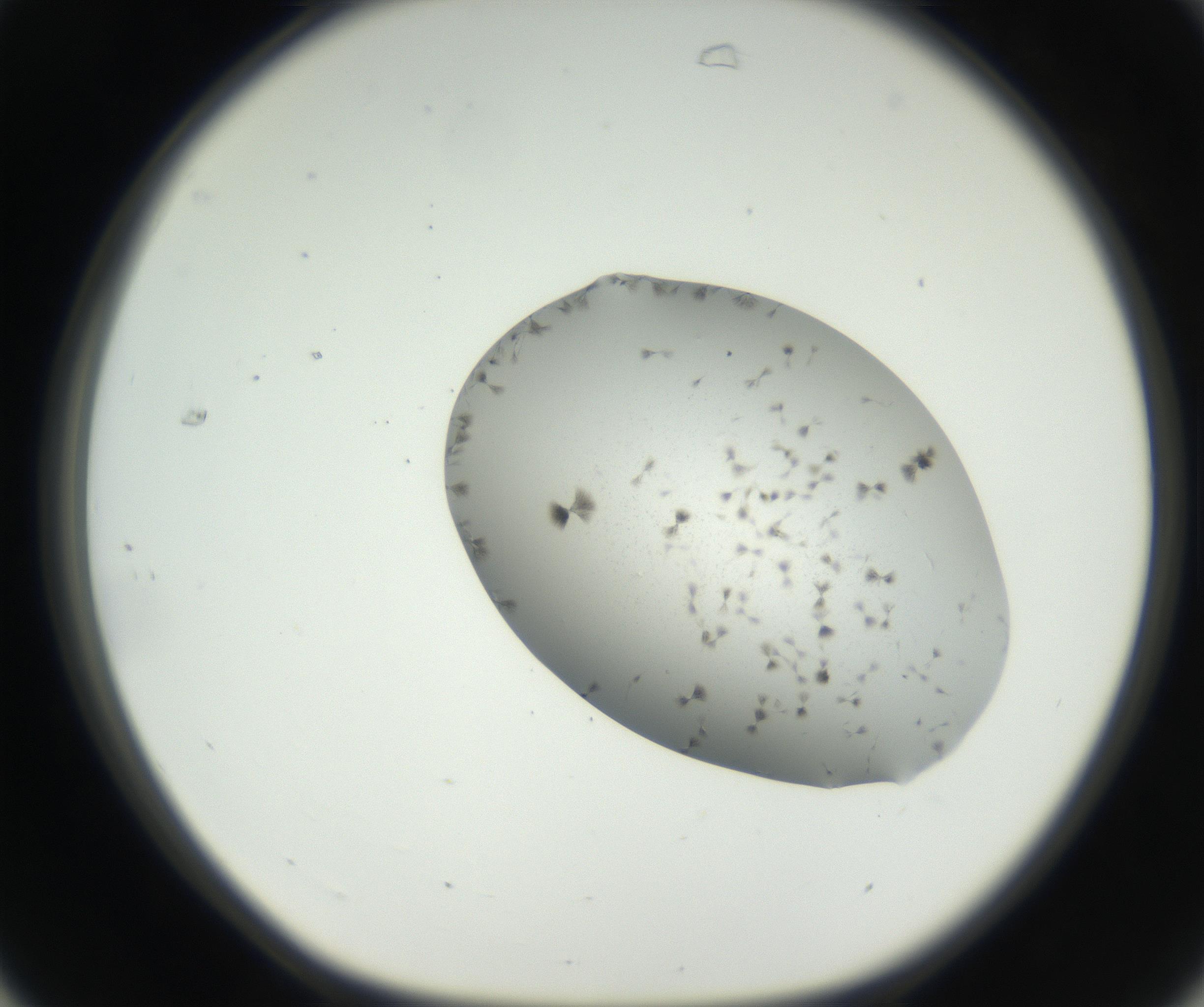 RI01_03_000_0212_Proj1_Clon1_MC_0000MC102622_003_160808_07_03_01_00_99_002_001_RAI.jpg