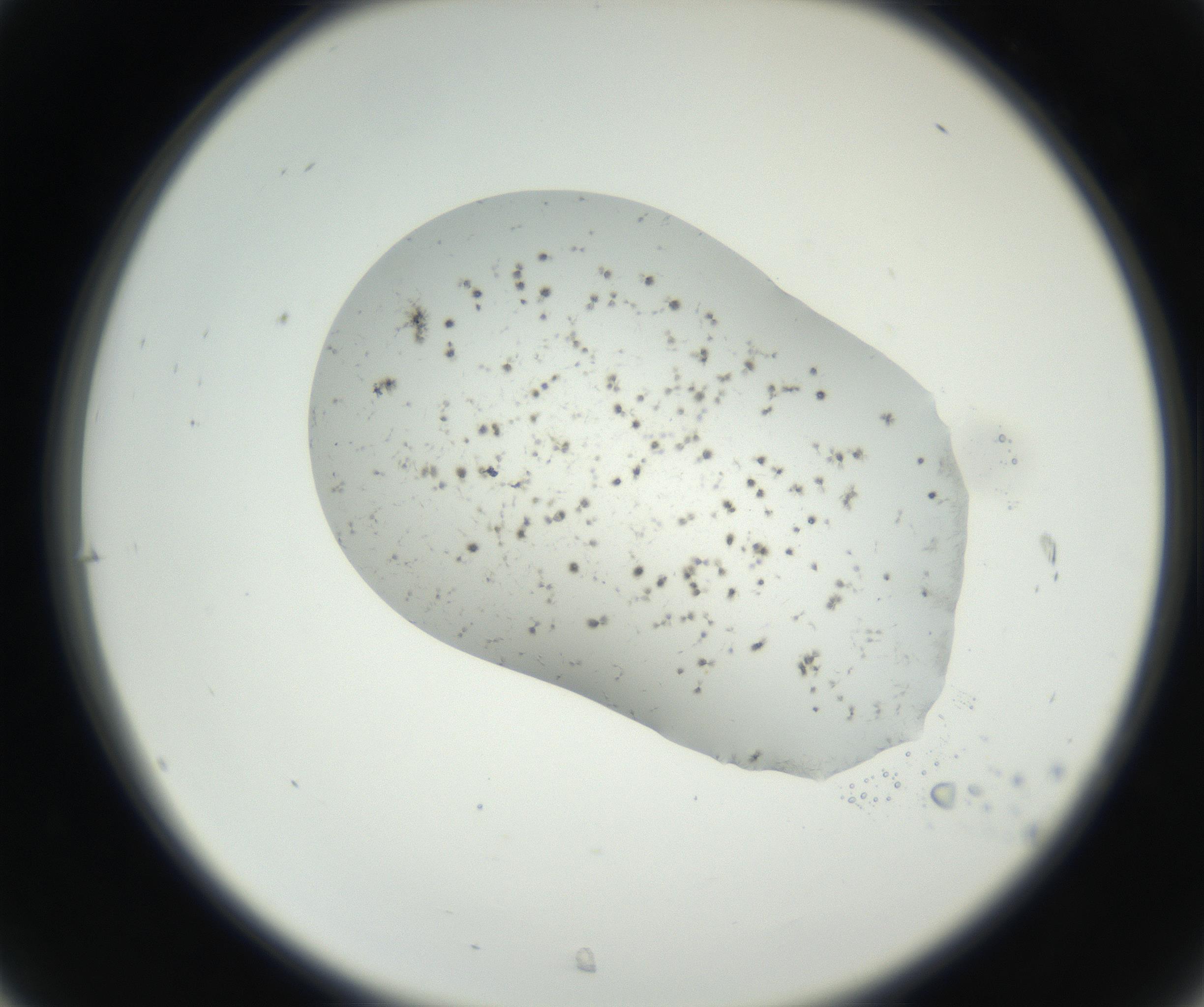 RI01_03_000_0212_Proj1_Clon1_MC_0000MC102622_003_160808_07_03_02_00_99_002_001_RAI.jpg