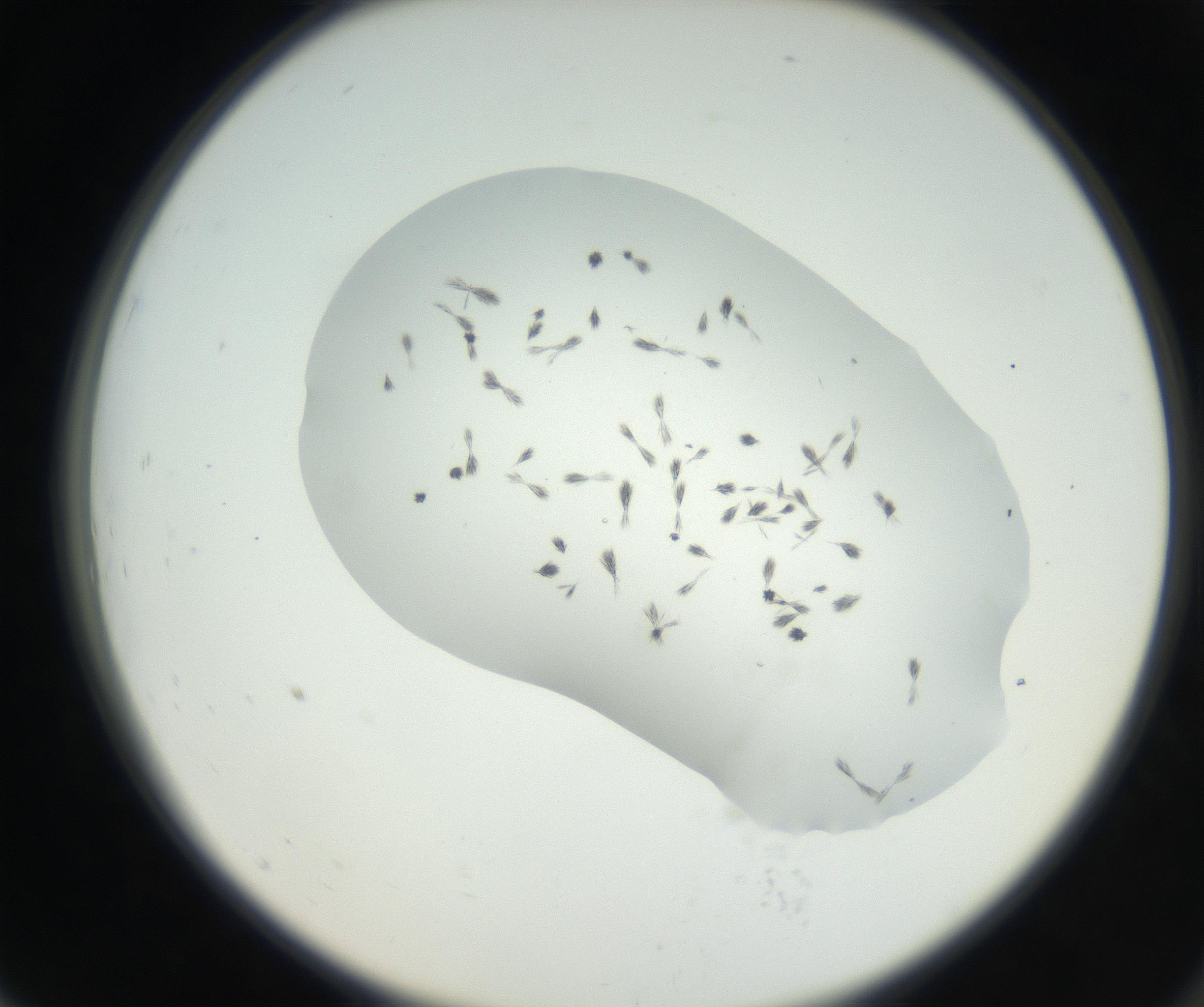 RI01_03_000_0212_Proj1_Clon1_MC_0000MC102622_003_160808_07_07_02_00_99_002_001_RAI.jpg