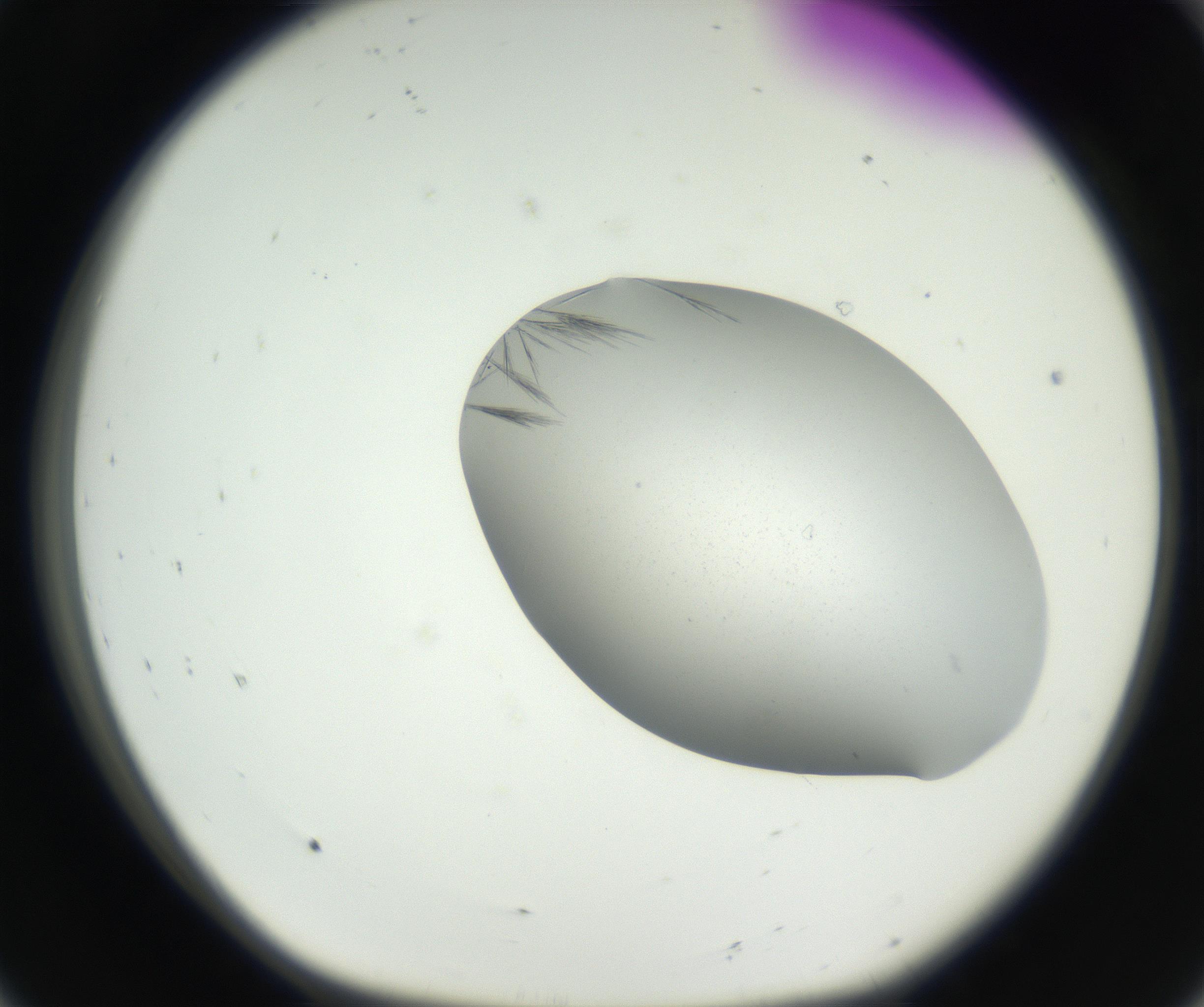 RI01_03_000_0212_Proj1_Clon1_MC_0000MC102622_003_160808_08_01_01_00_99_002_001_RAI.jpg