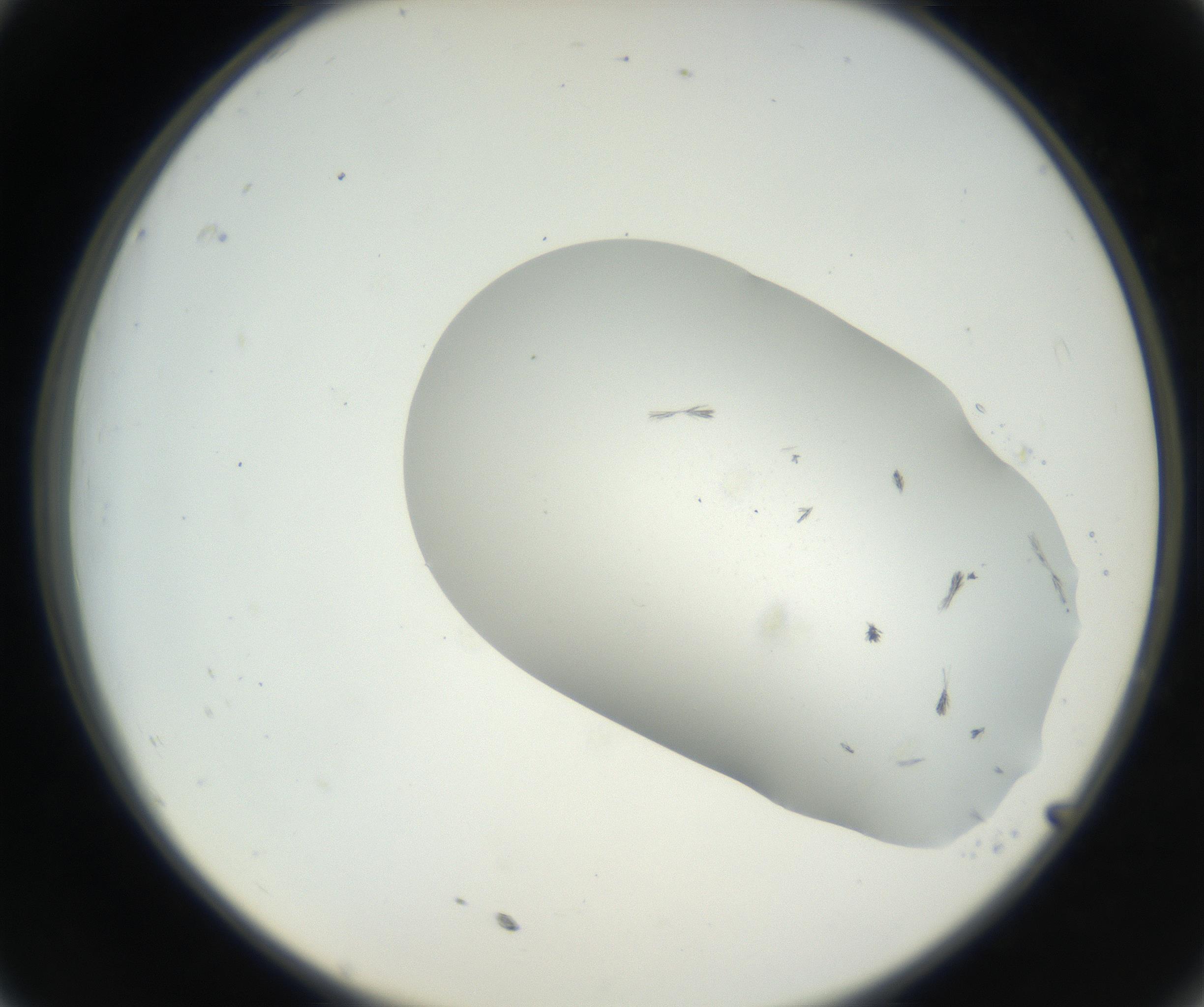 RI01_03_000_0212_Proj1_Clon1_MC_0000MC102622_003_160808_11_03_02_00_99_002_001_RAI.jpg