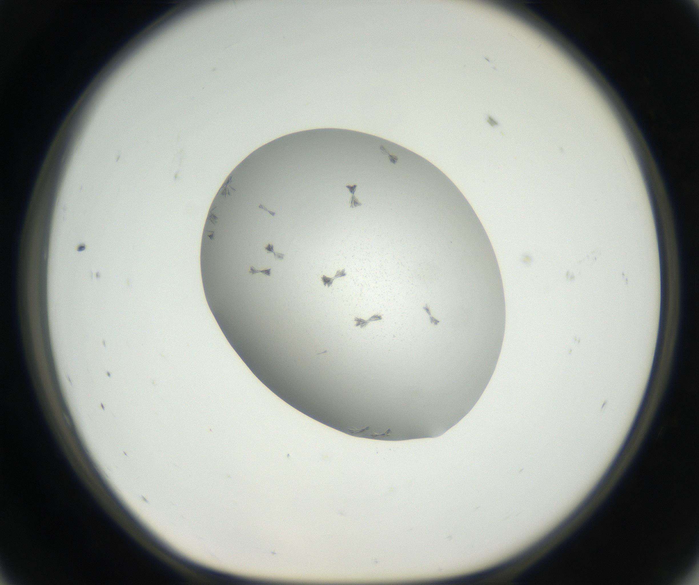 RI01_03_000_0212_Proj1_Clon1_MC_0000MC102622_003_160808_11_05_01_00_99_002_001_RAI.jpg