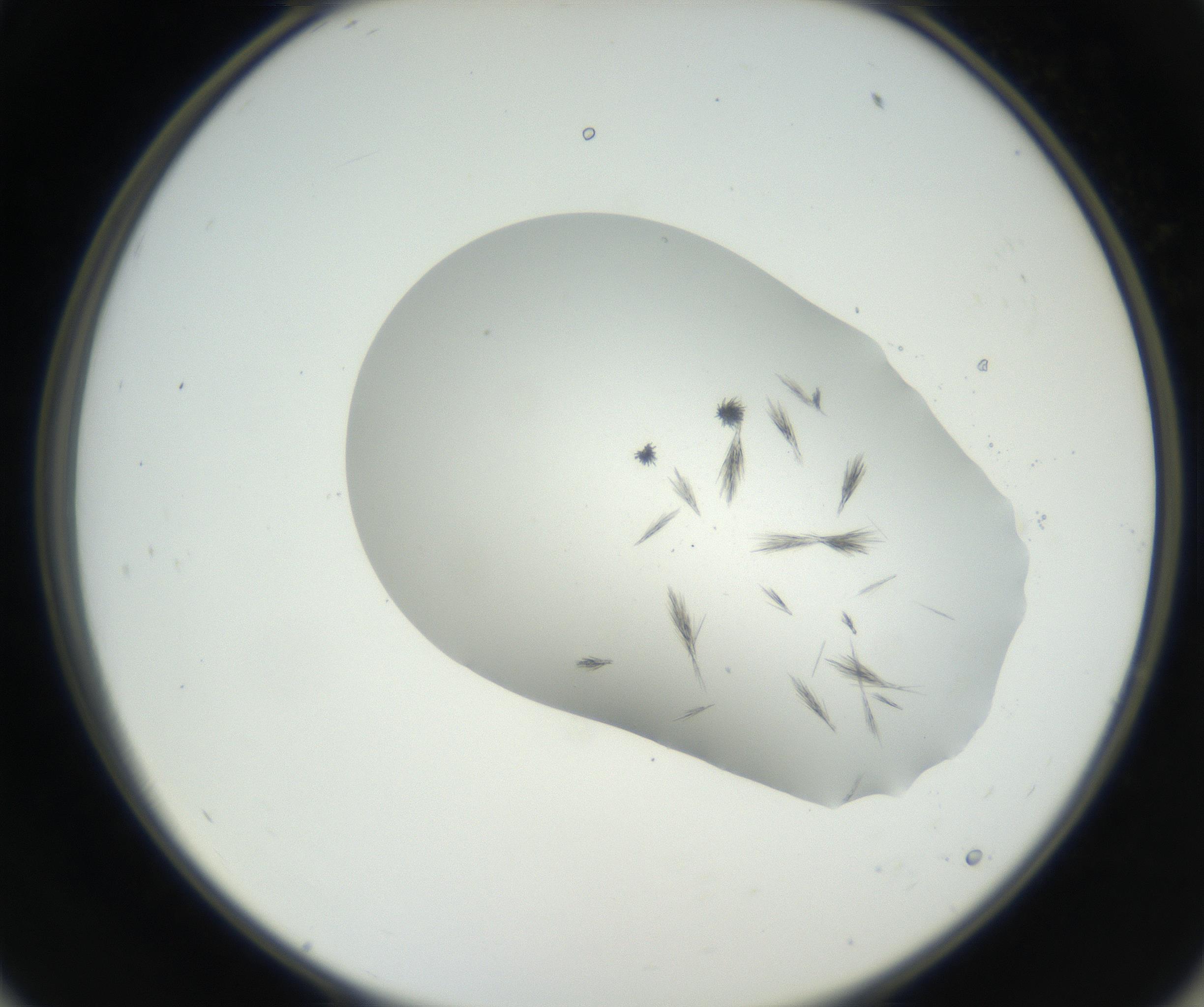 RI01_03_000_0212_Proj1_Clon1_MC_0000MC102622_003_160808_11_05_02_00_99_002_001_RAI.jpg