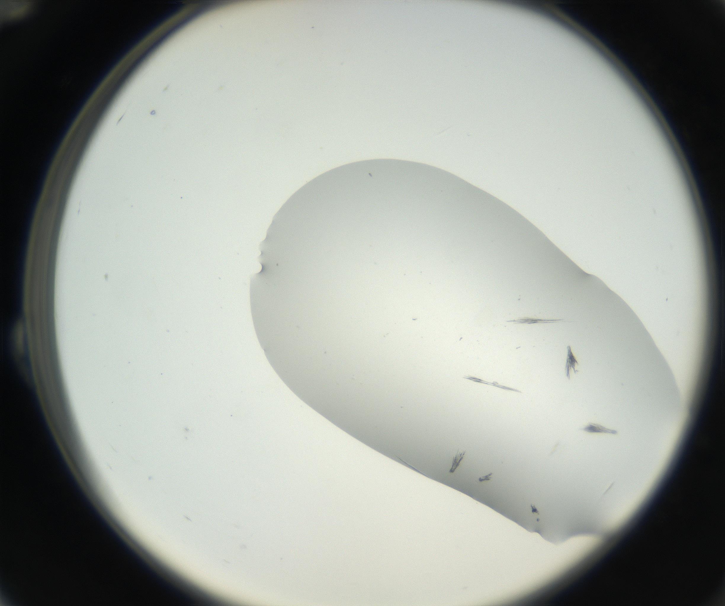RI01_03_000_0212_Proj1_Clon1_MC_0000MC102622_003_160808_12_02_02_00_99_002_001_RAI.jpg