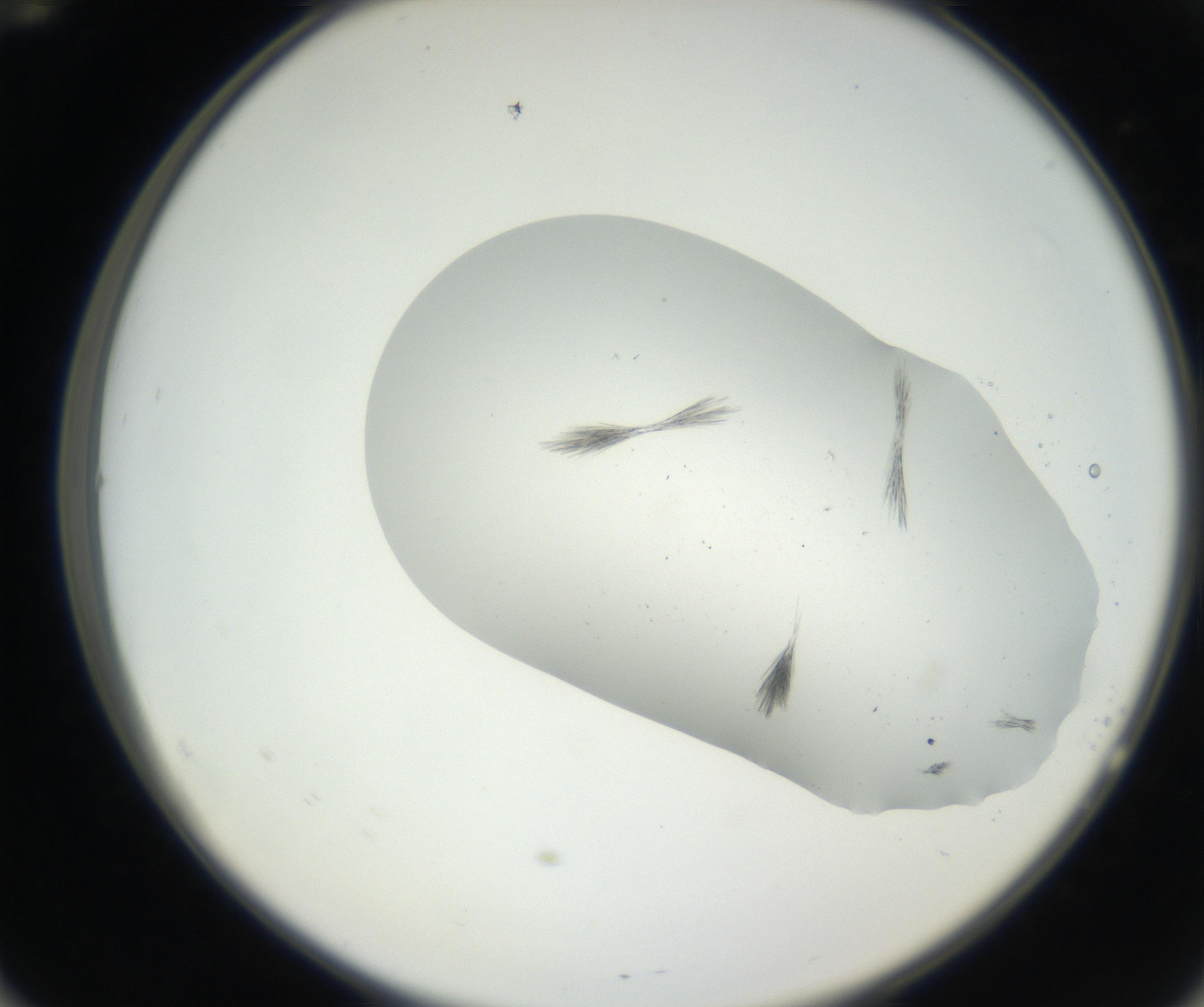 RI01_03_000_0212_Proj1_Clon1_MC_0000MC102622_003_160808_12_05_02_00_99_002_001_RAI.jpg