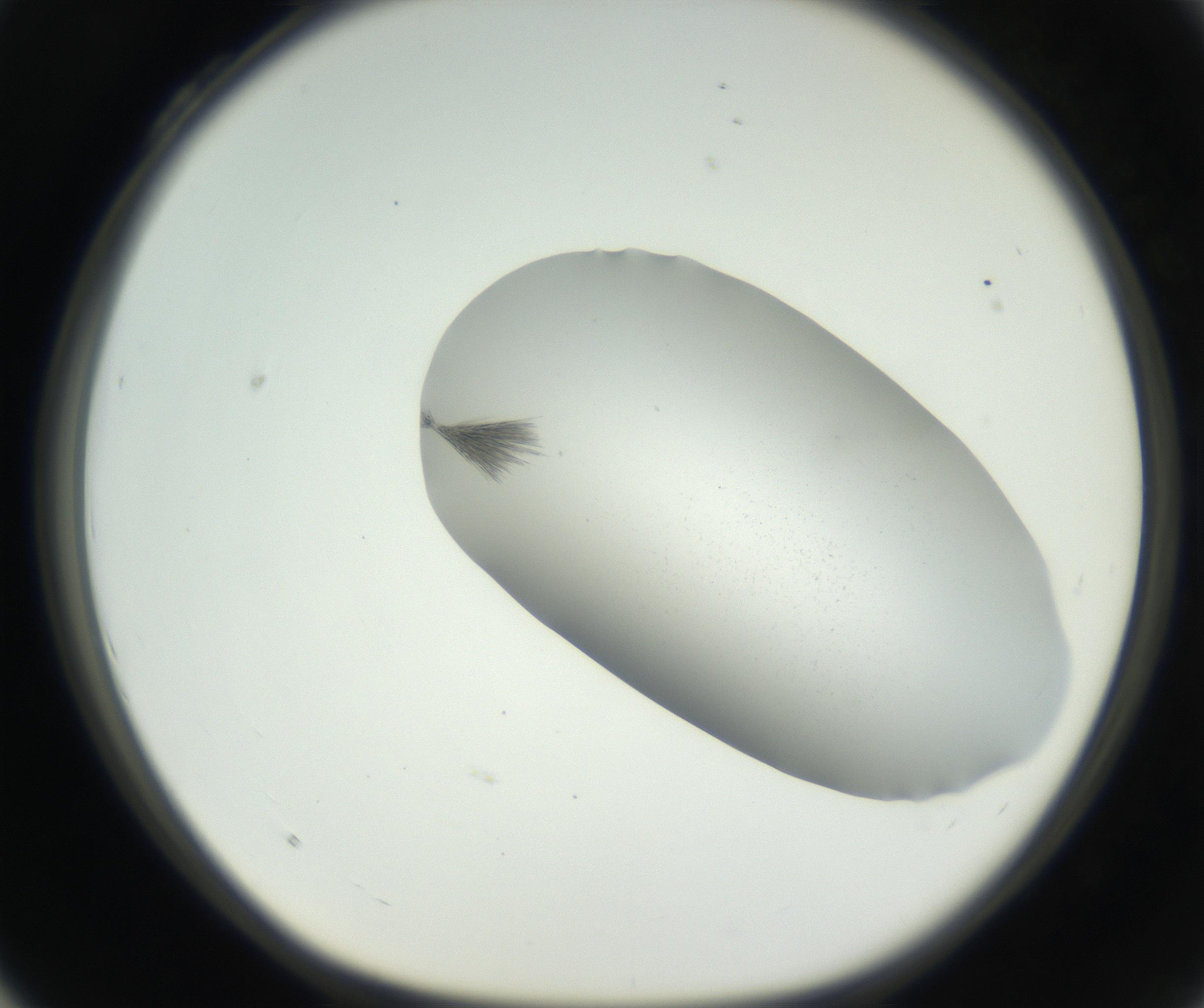 RI01_03_000_0212_Proj1_Clon1_MC_0000MC102622_005_160813_04_03_01_00_99_002_001_RAI.jpg