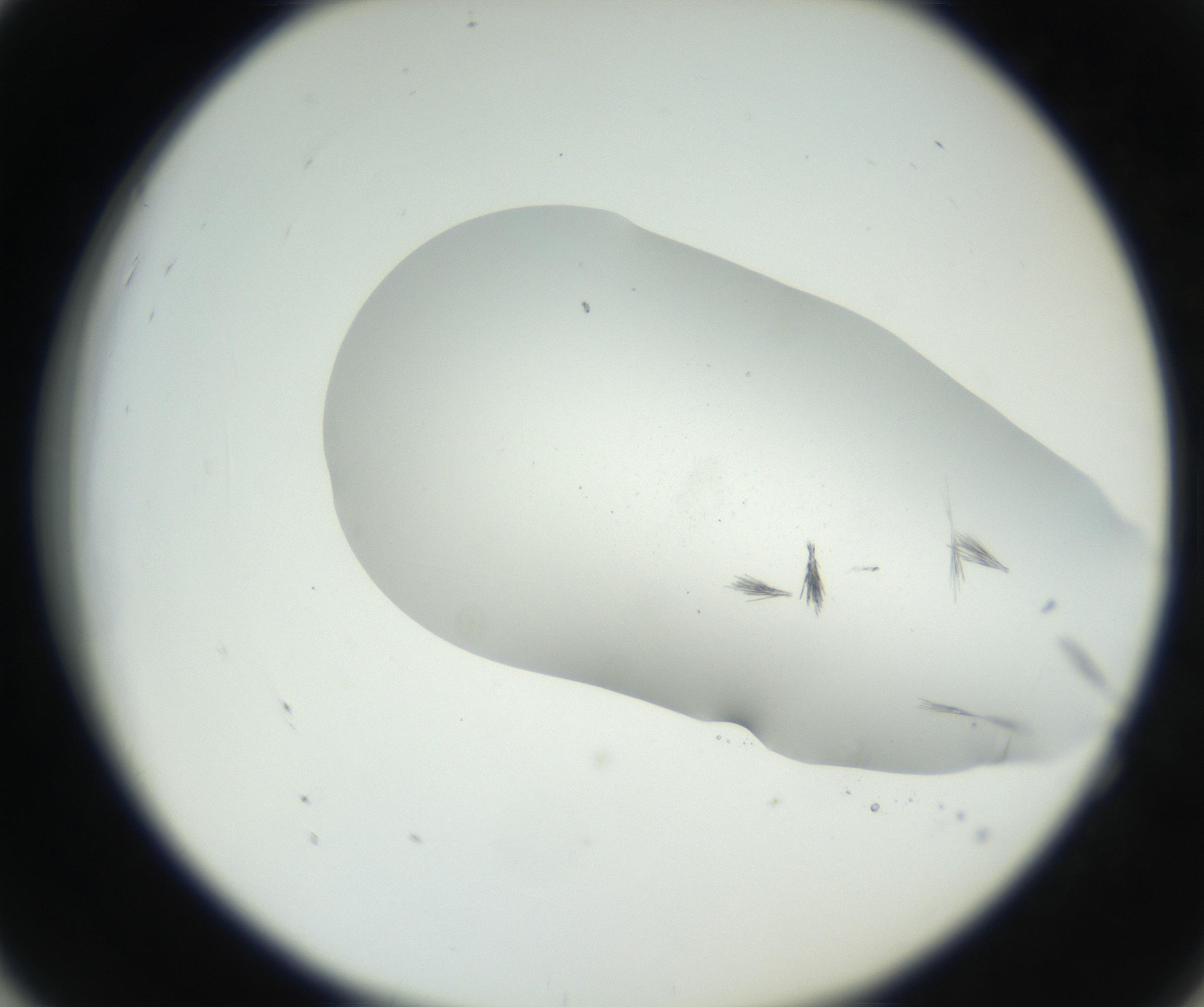RI01_03_000_0212_Proj1_Clon1_MC_0000MC102622_005_160813_04_05_02_00_99_002_001_RAI.jpg
