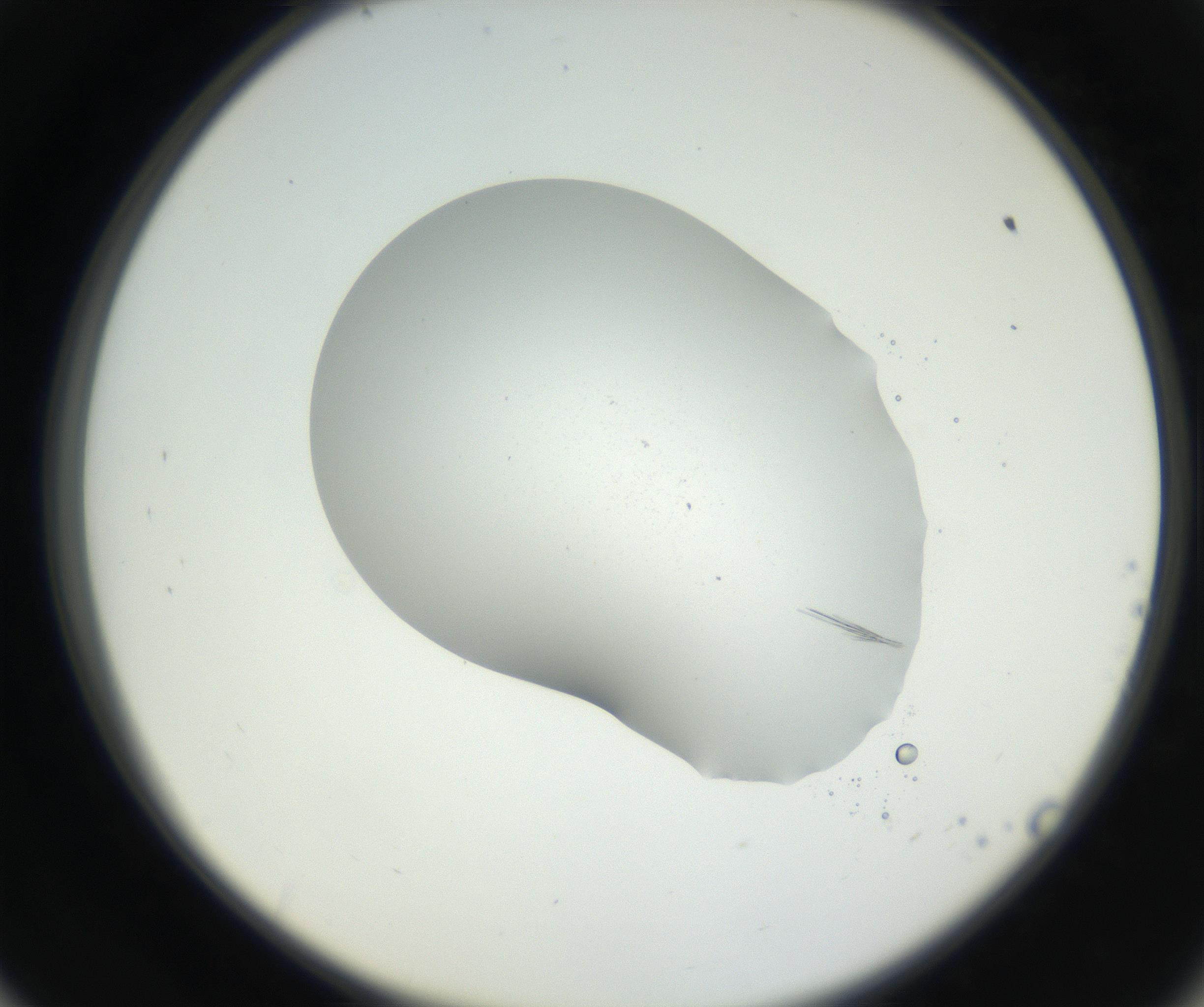 RI01_03_000_0212_Proj1_Clon1_MC_0000MC102622_005_160813_09_05_02_00_99_002_001_RAI.jpg