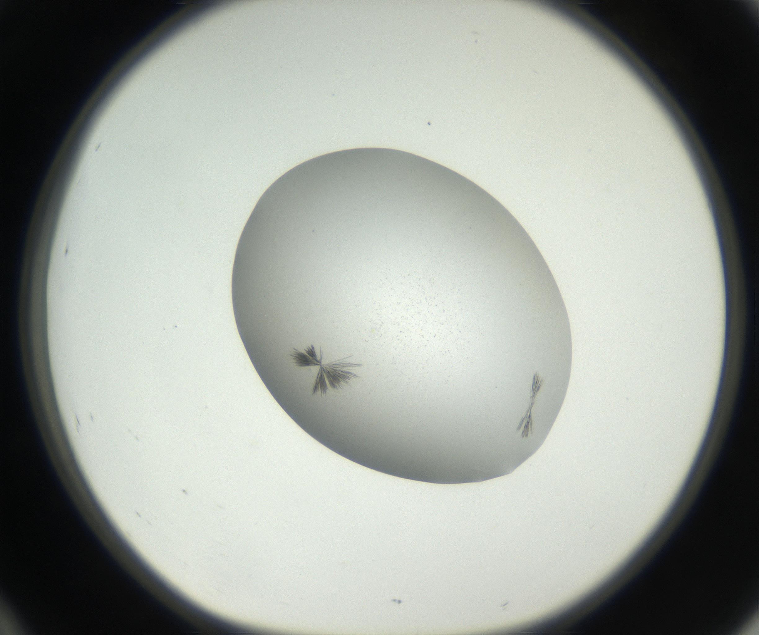 RI01_03_000_0212_Proj1_Clon1_MC_0000MC102622_005_160813_10_04_01_00_99_002_001_RAI.jpg