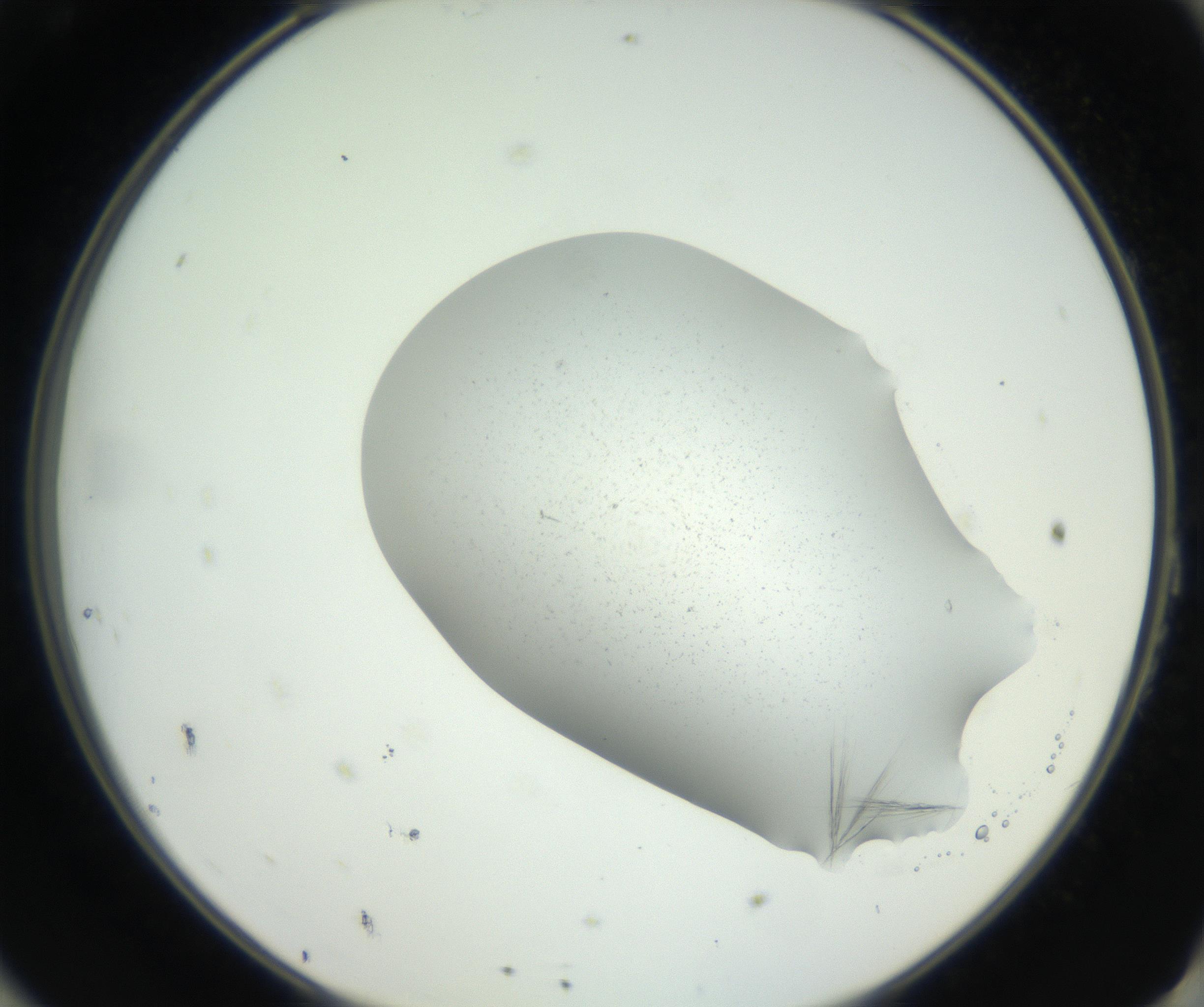 RI01_03_000_0212_Proj1_Clon1_MC_0000MC102622_007_160820_11_08_02_00_99_002_001_RAI.jpg