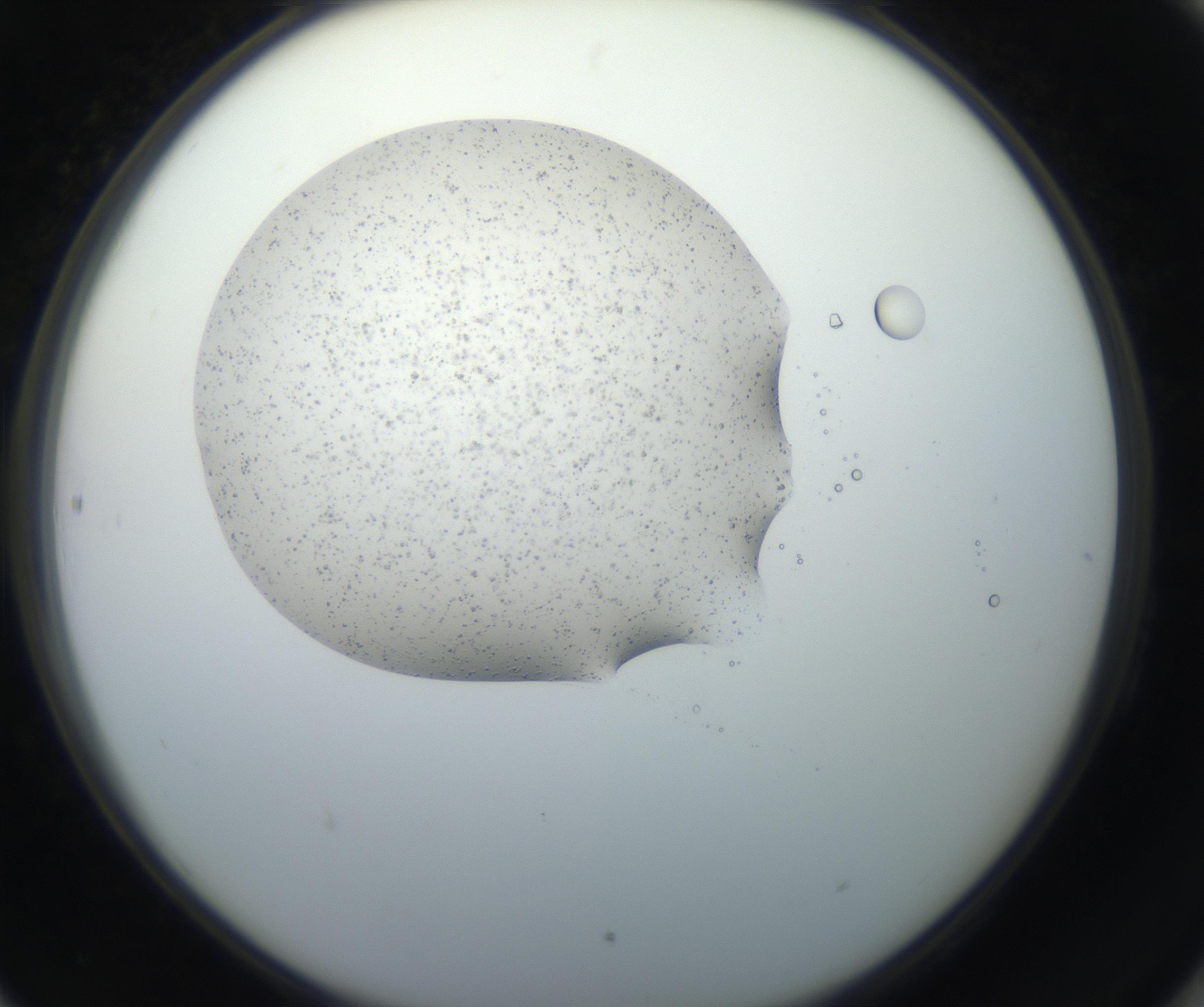 RI01_03_000_0212_Proj1_Clon1_MC_0000MC102623_003_160811_06_08_02_00_99_002_001_RAI.jpg