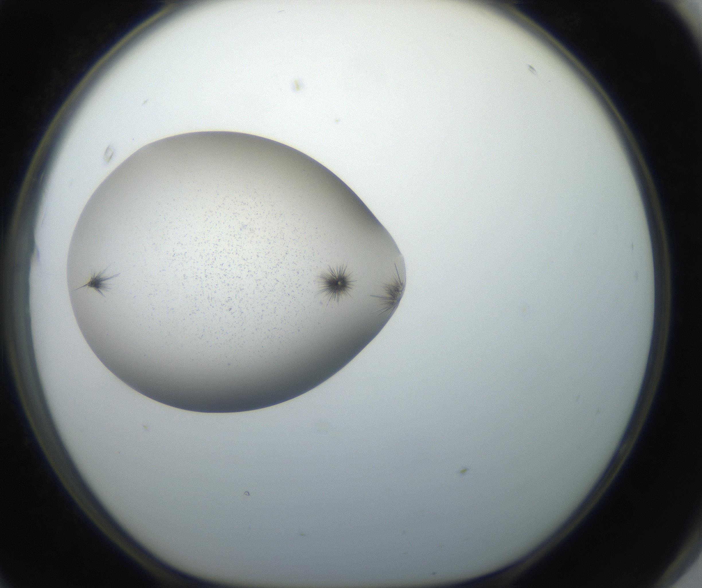 RI01_03_000_0212_Proj1_Clon1_MC_0000MC102623_006_160818_11_08_01_00_99_002_001_RAI.jpg