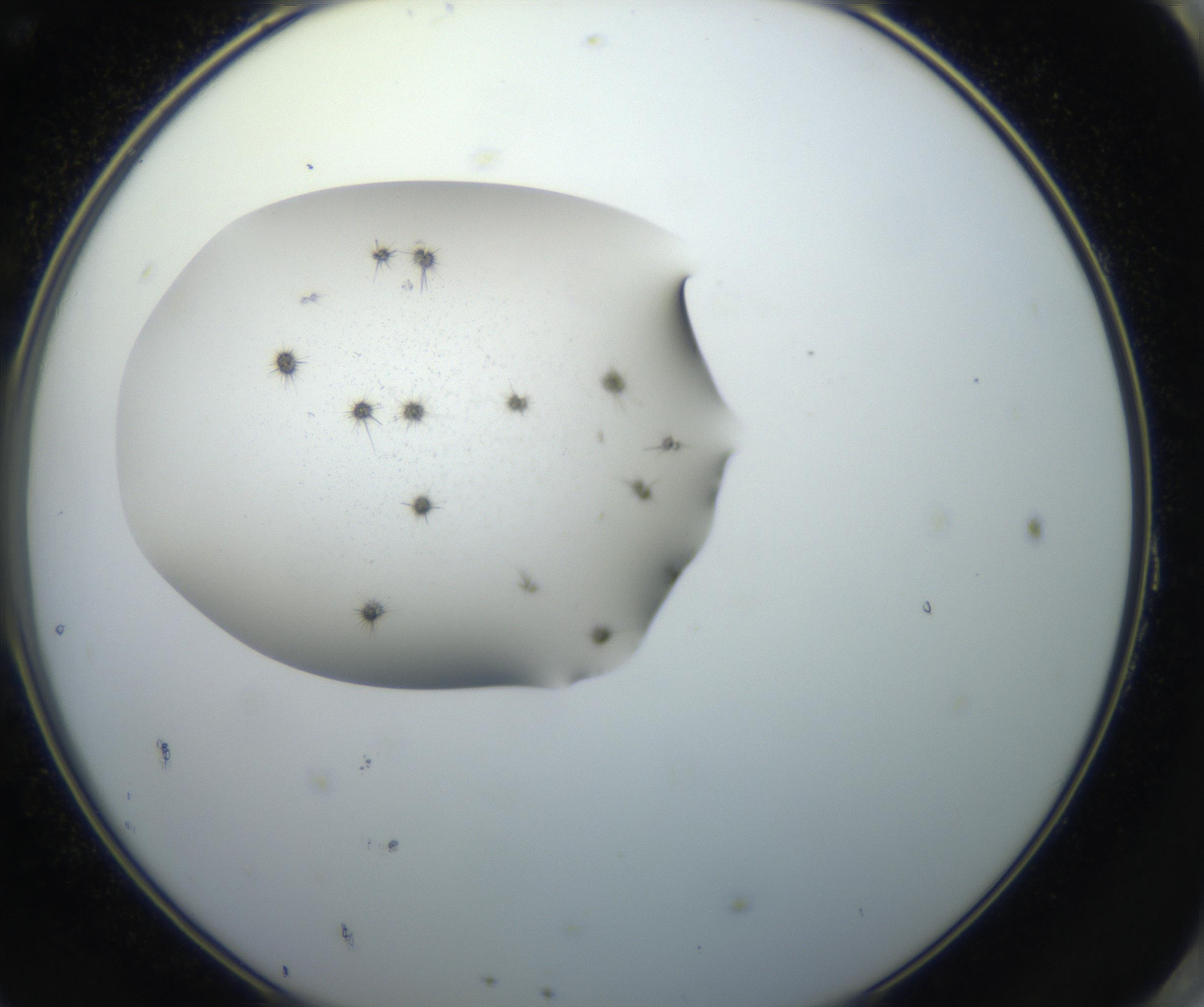 RI01_03_000_0212_Proj1_Clon1_MC_0000MC102623_006_160818_11_08_02_00_99_002_001_RAI.jpg