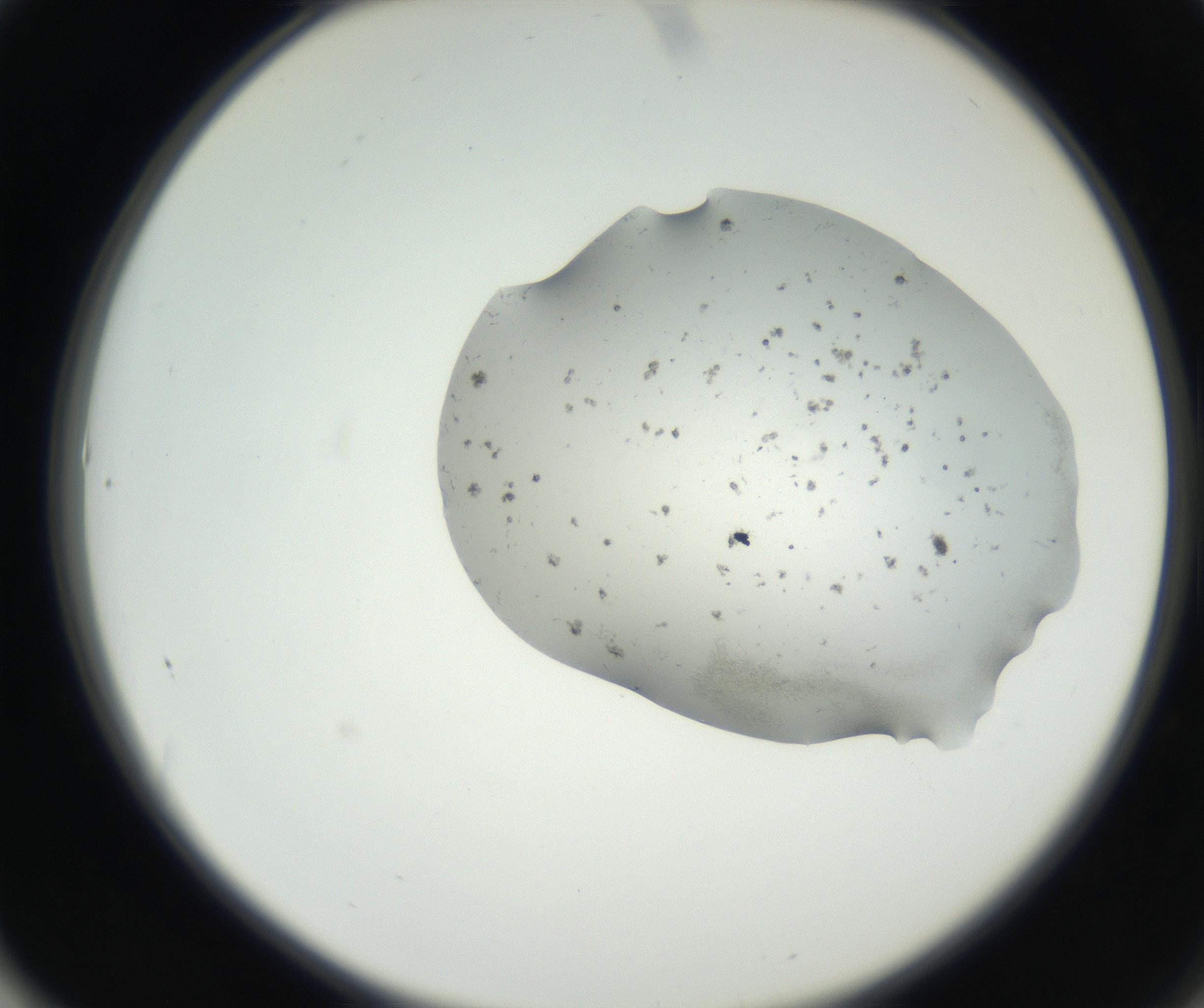 RI01_03_000_0212_Proj1_Clon1_MC_0000MC102624_002_160809_01_06_02_00_99_002_001_RAI.jpg