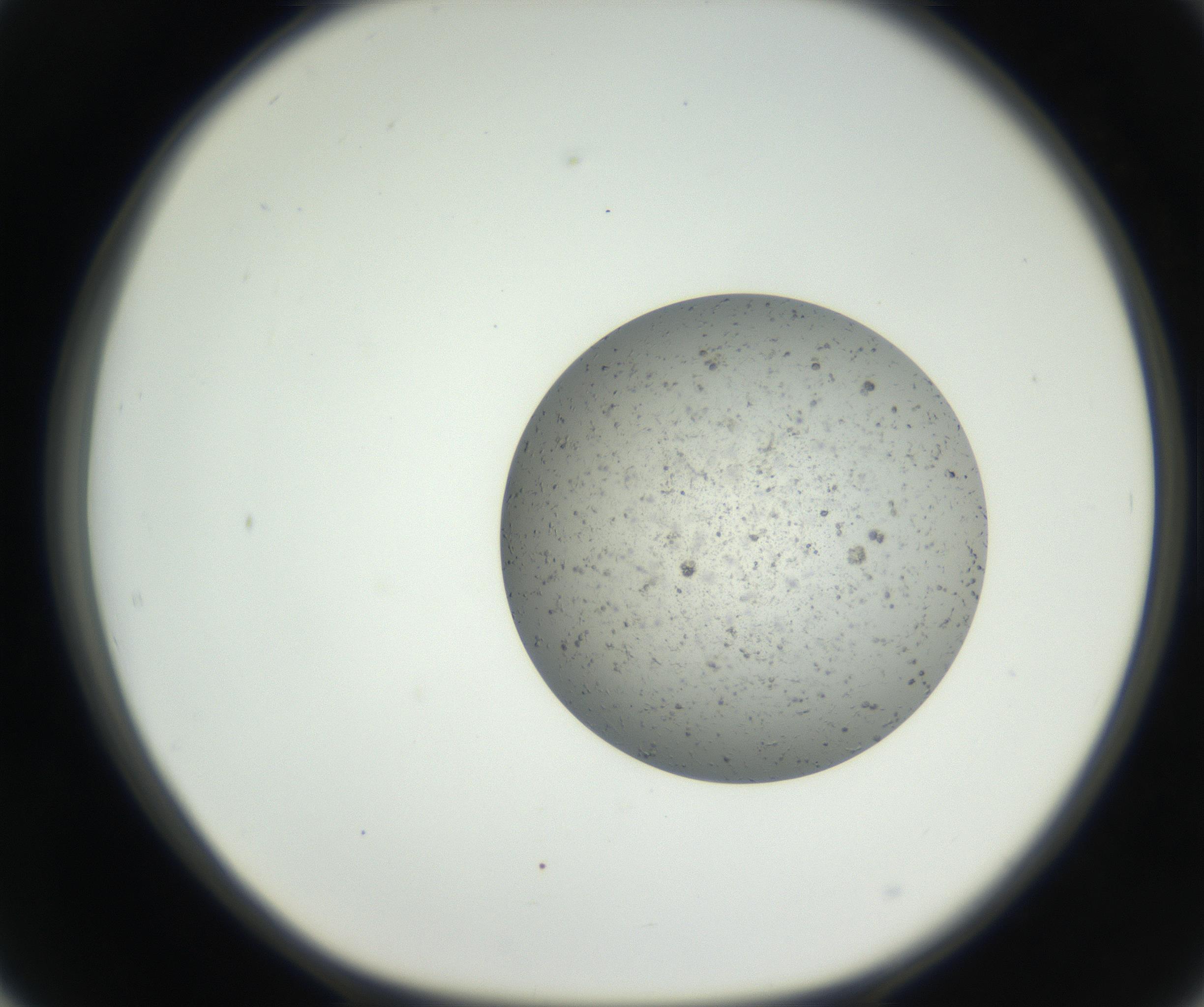 RI01_03_000_0212_Proj1_Clon1_MC_0000MC102624_002_160809_02_05_01_00_99_002_001_RAI.jpg