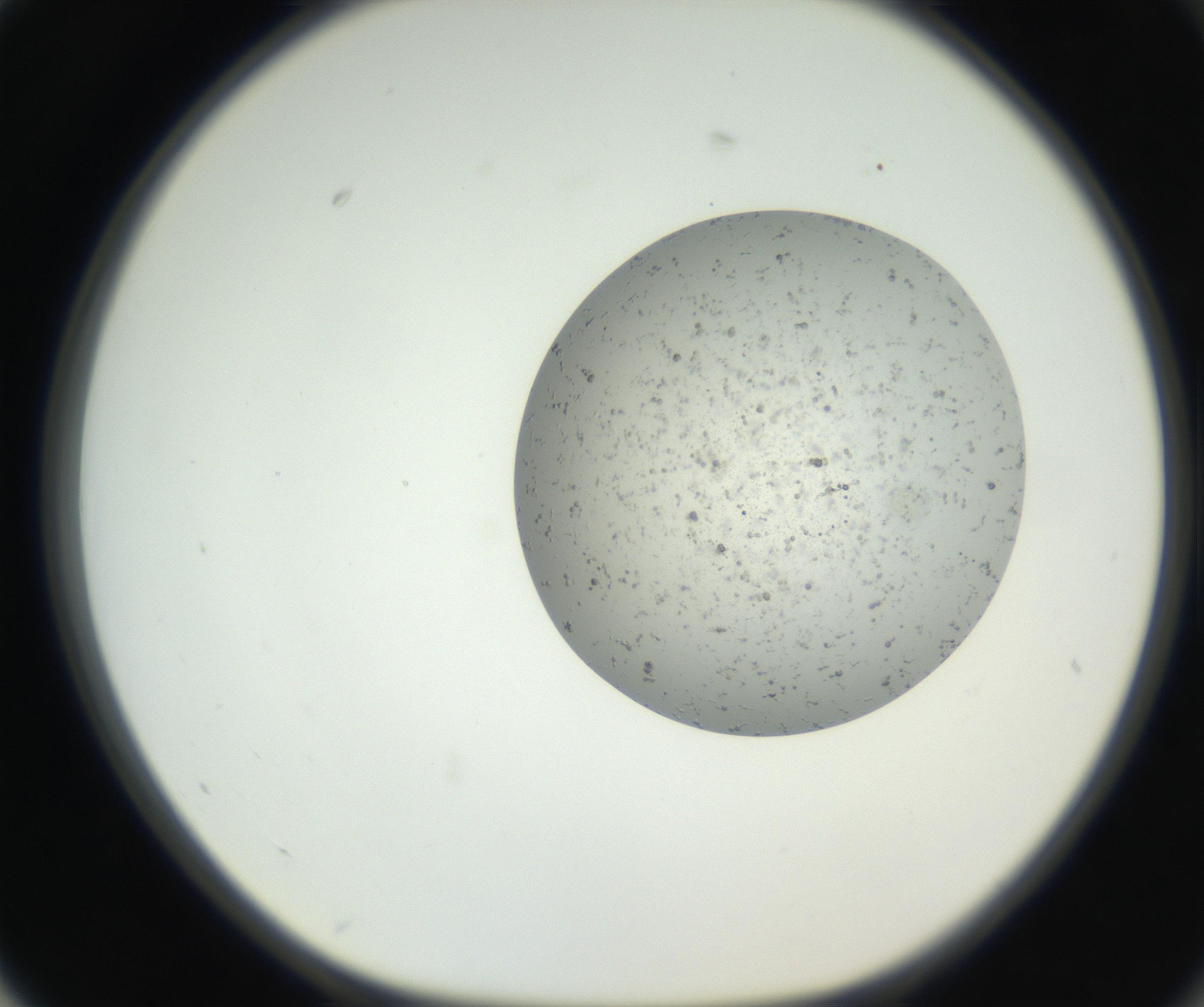 RI01_03_000_0212_Proj1_Clon1_MC_0000MC102624_002_160809_02_07_01_00_99_002_001_RAI.jpg