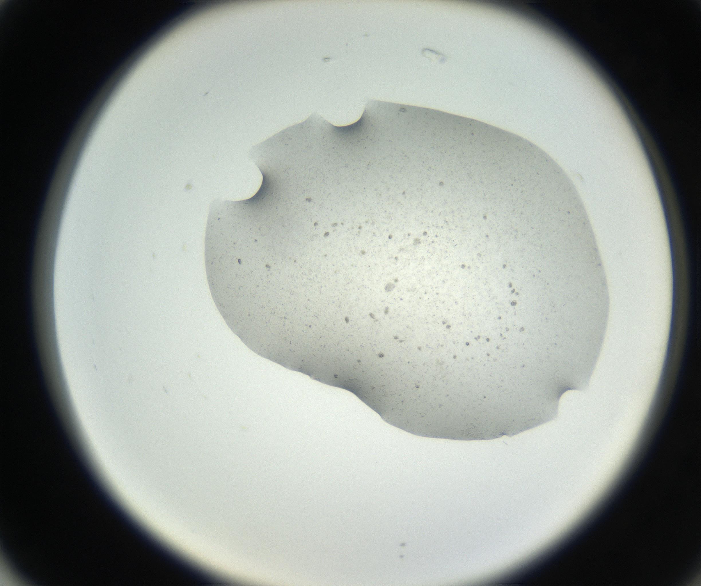 RI01_03_000_0212_Proj1_Clon1_MC_0000MC102624_002_160809_02_07_02_00_99_002_001_RAI.jpg