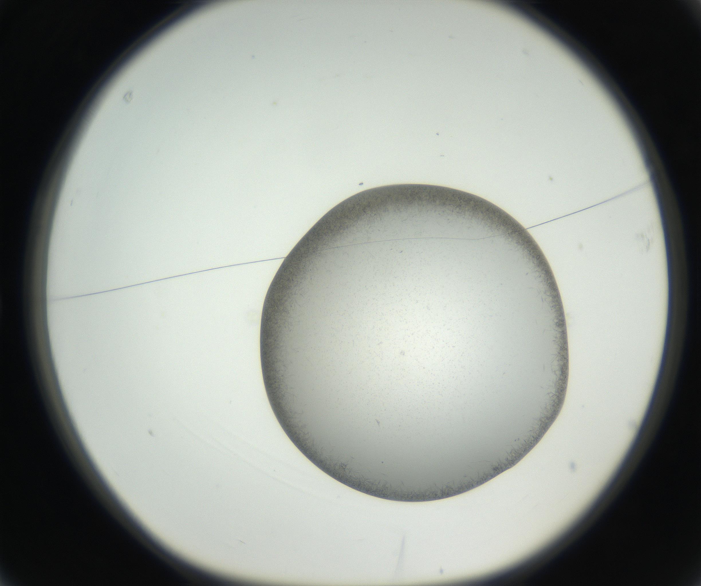 RI01_03_000_0212_Proj1_Clon1_MC_0000MC102624_002_160809_03_01_01_00_99_002_001_RAI.jpg