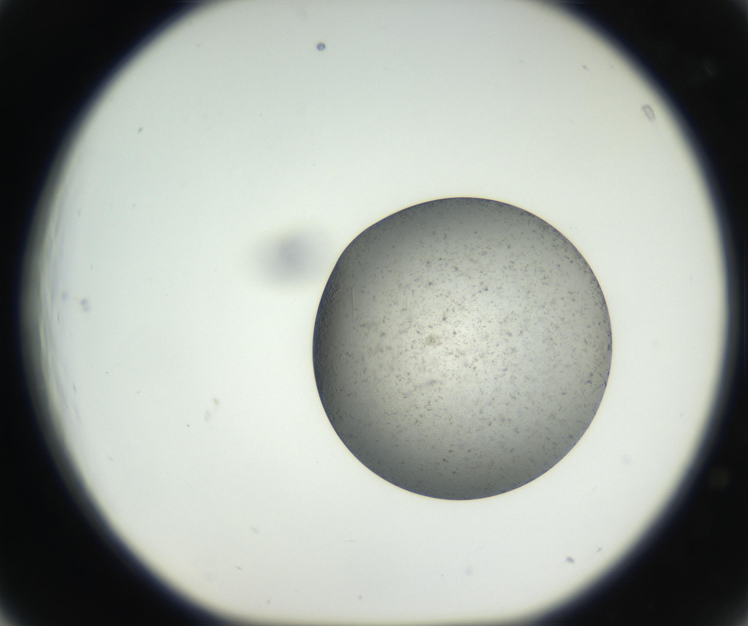 RI01_03_000_0212_Proj1_Clon1_MC_0000MC102624_002_160809_03_04_01_00_99_002_001_RAI.jpg