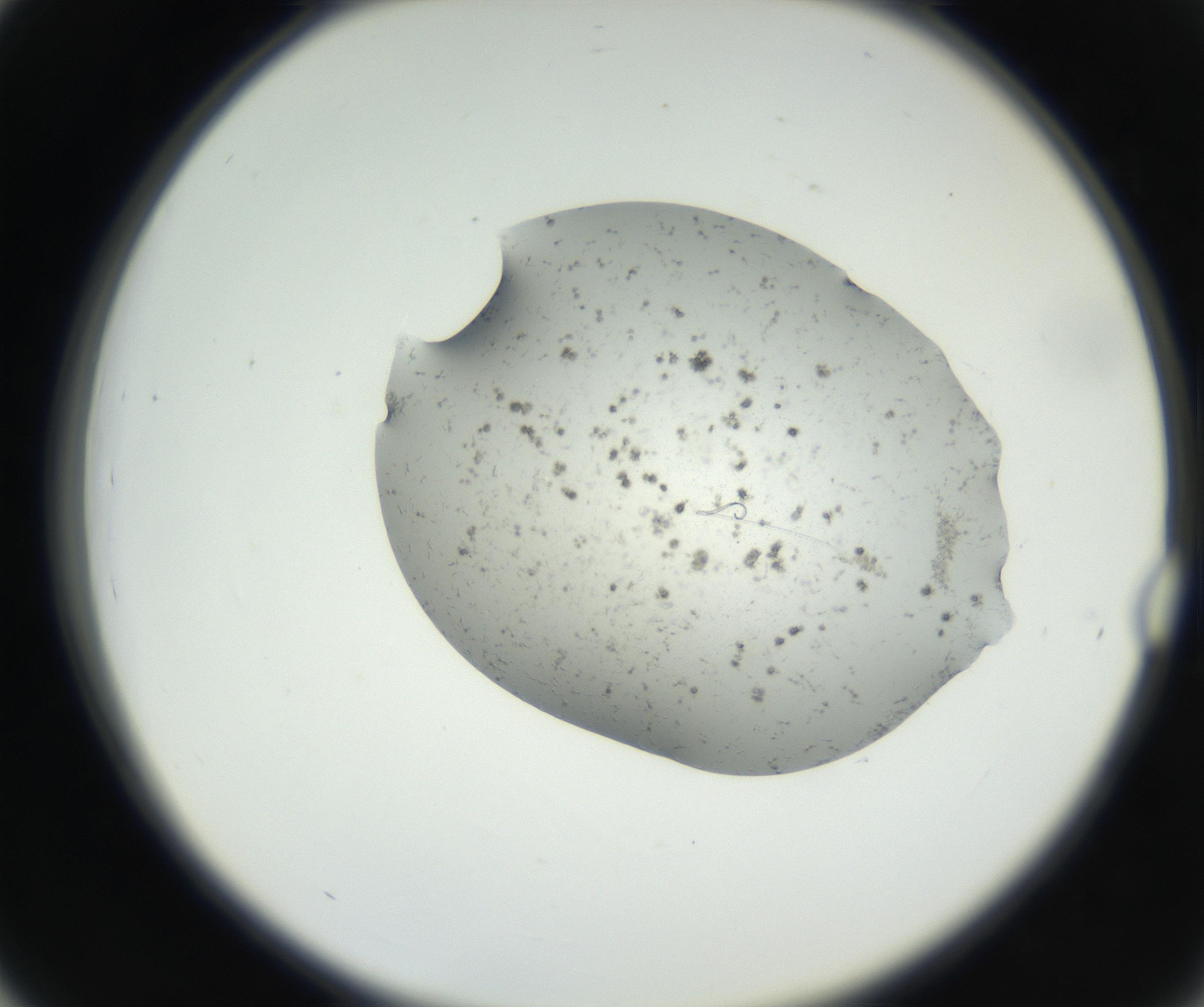 RI01_03_000_0212_Proj1_Clon1_MC_0000MC102624_002_160809_03_04_02_00_99_002_001_RAI.jpg