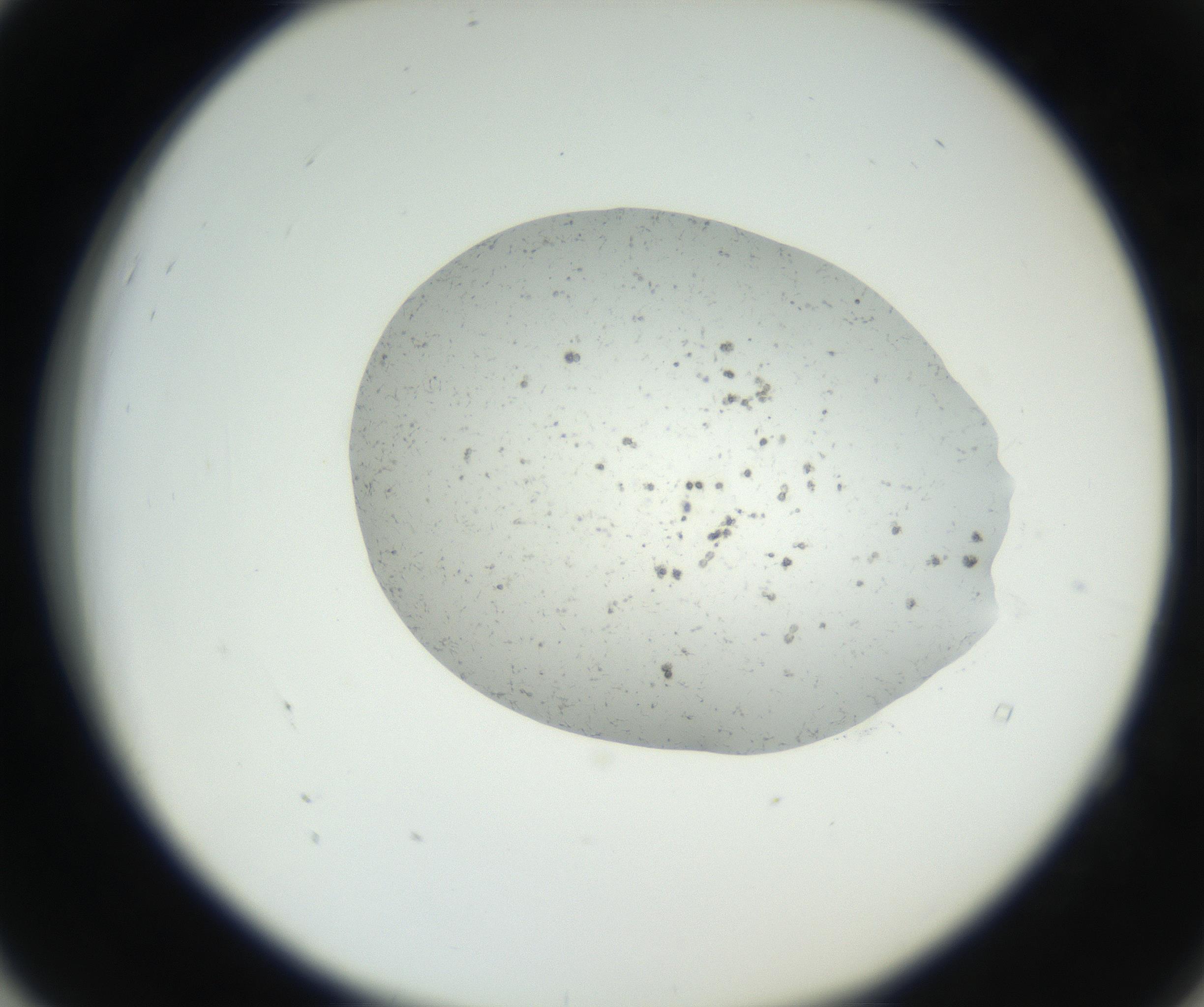 RI01_03_000_0212_Proj1_Clon1_MC_0000MC102624_002_160809_04_05_02_00_99_002_001_RAI.jpg