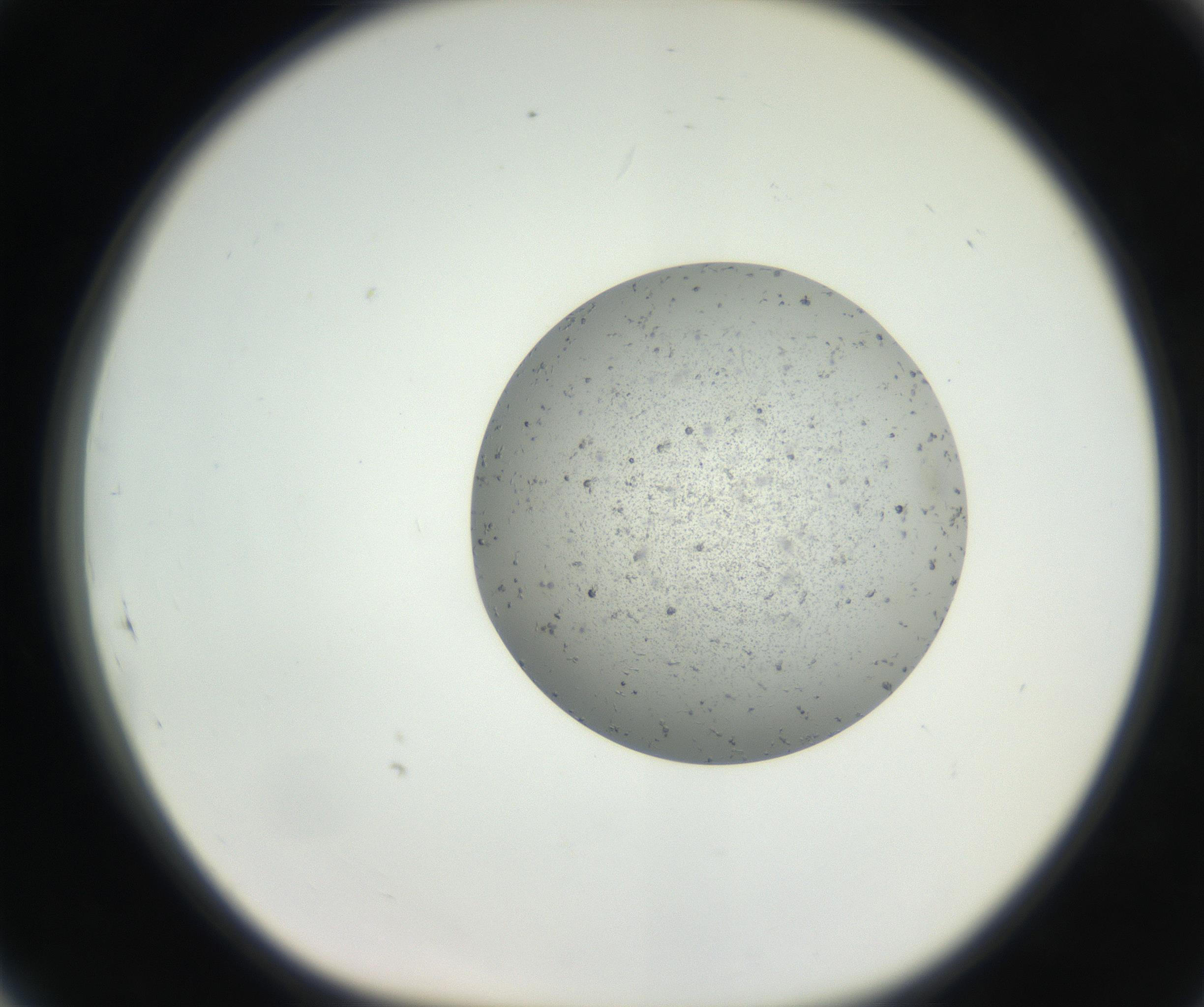 RI01_03_000_0212_Proj1_Clon1_MC_0000MC102624_002_160809_05_08_01_00_99_002_001_RAI.jpg