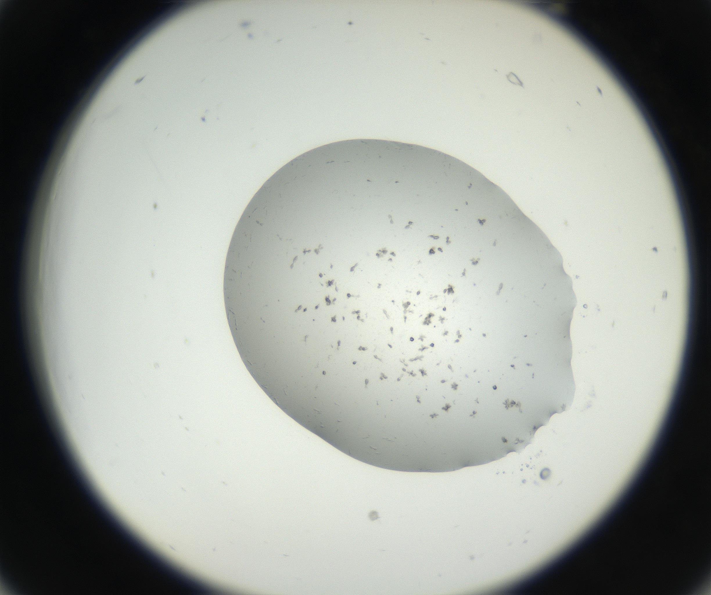 RI01_03_000_0212_Proj1_Clon1_MC_0000MC102624_002_160809_06_02_02_00_99_002_001_RAI.jpg