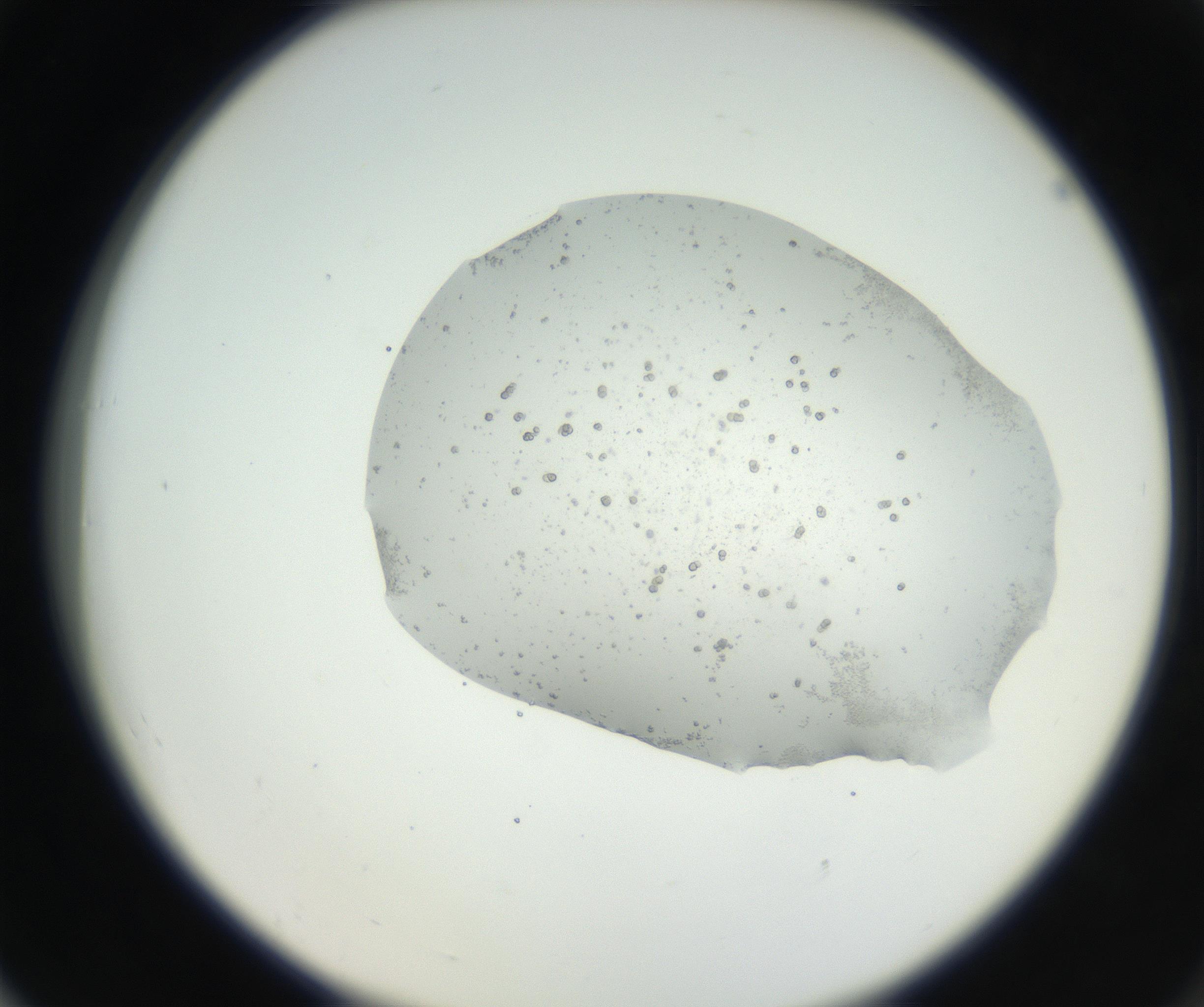 RI01_03_000_0212_Proj1_Clon1_MC_0000MC102624_002_160809_06_07_02_00_99_002_001_RAI.jpg