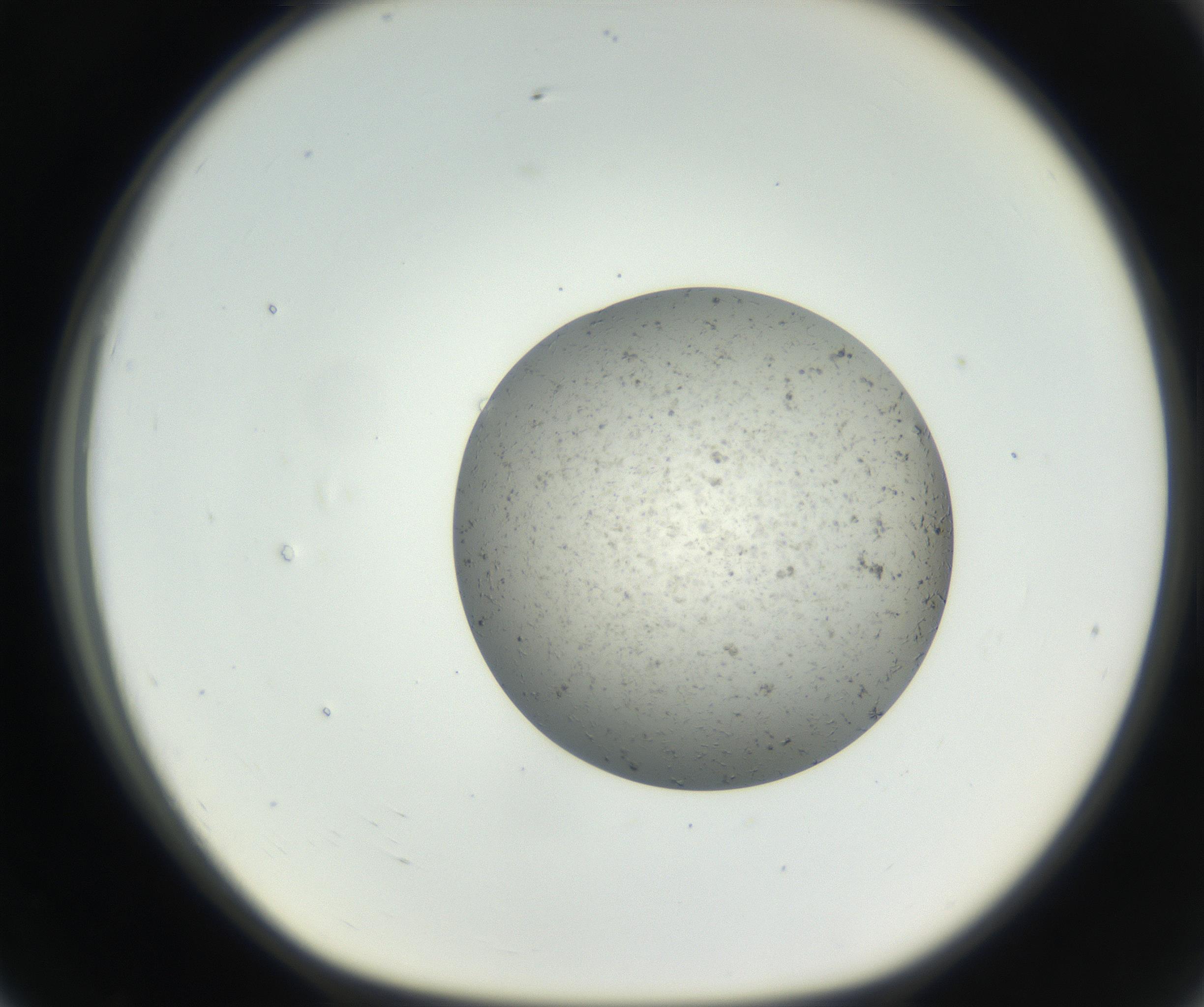 RI01_03_000_0212_Proj1_Clon1_MC_0000MC102624_002_160809_07_07_01_00_99_002_001_RAI.jpg