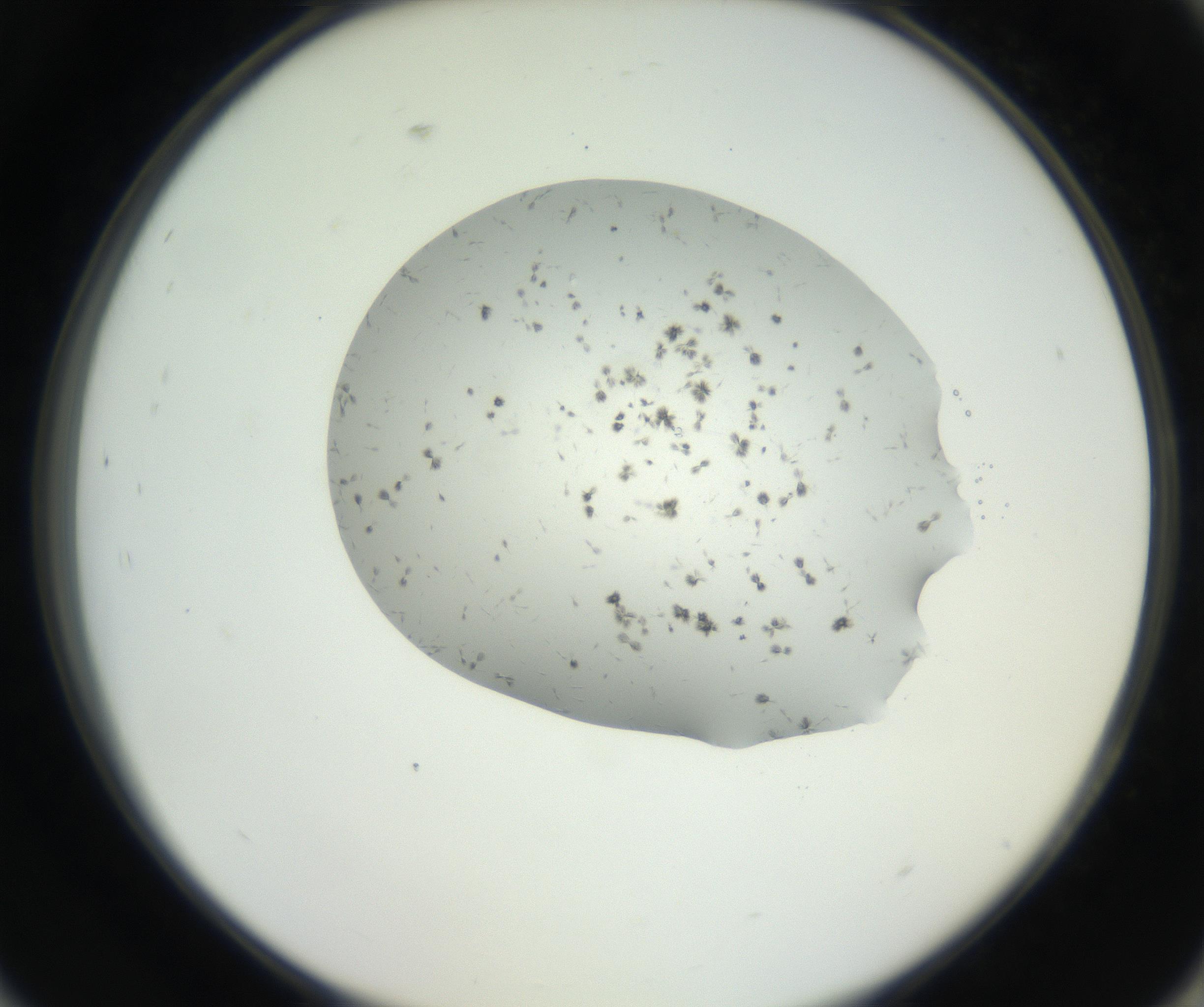 RI01_03_000_0212_Proj1_Clon1_MC_0000MC102624_002_160809_09_08_02_00_99_002_001_RAI.jpg