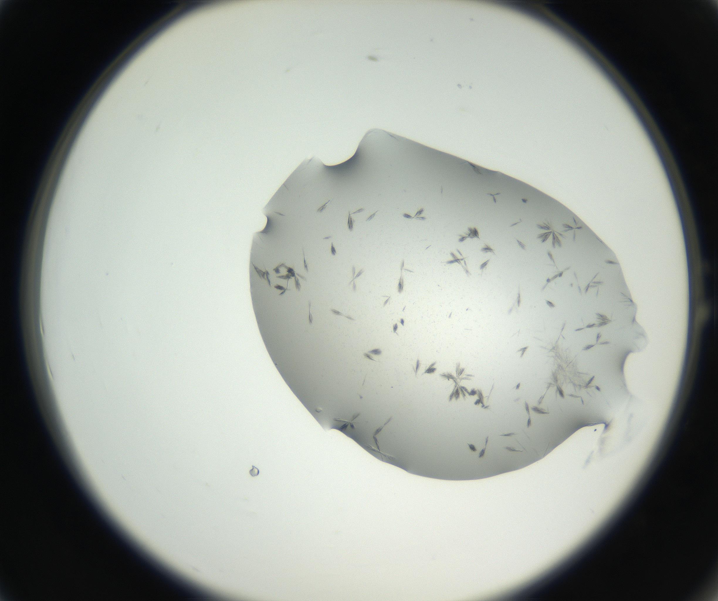 RI01_03_000_0212_Proj1_Clon1_MC_0000MC102624_003_160811_01_01_02_00_99_002_001_RAI.jpg