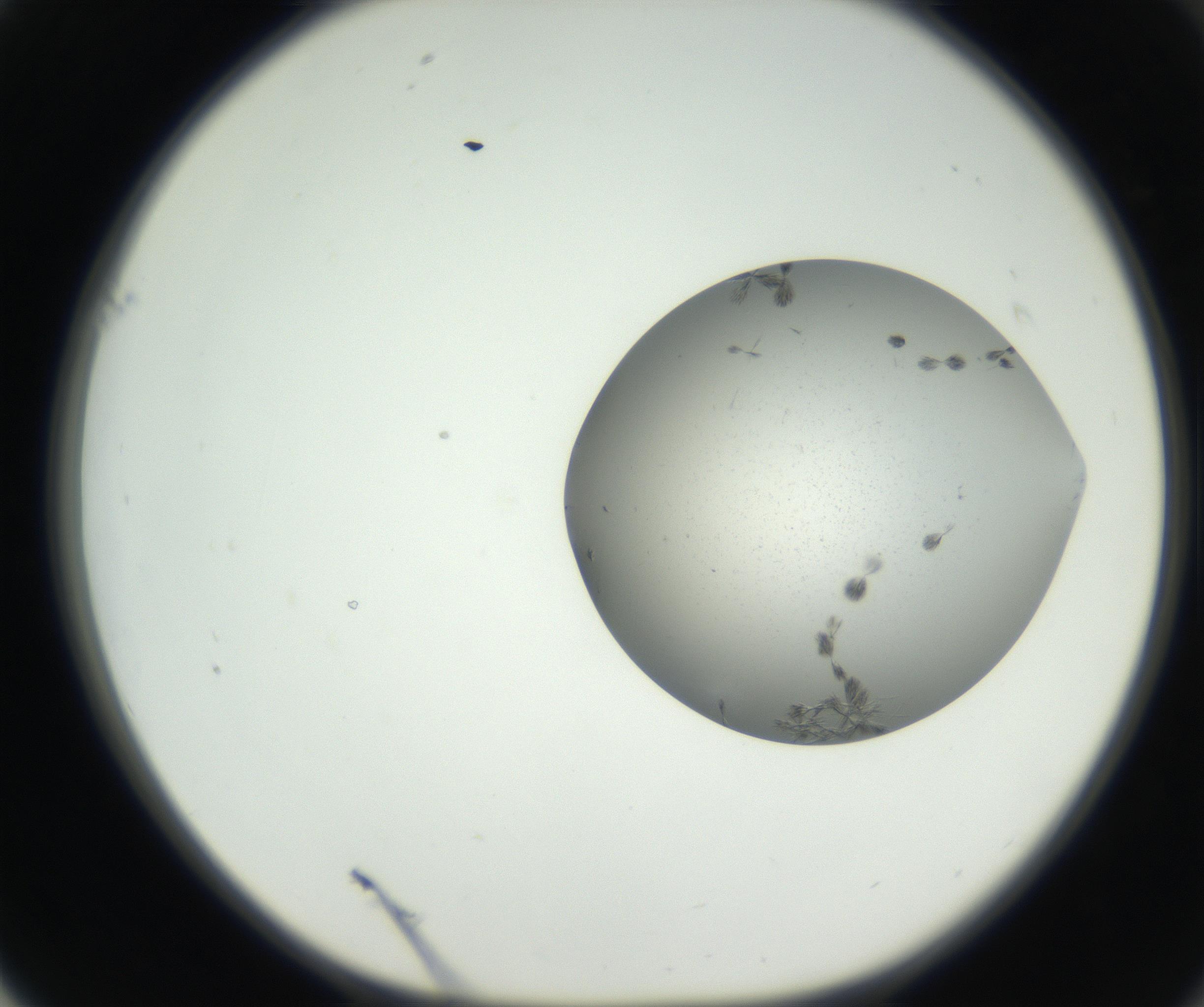 RI01_03_000_0212_Proj1_Clon1_MC_0000MC102624_003_160811_01_06_01_00_99_002_001_RAI.jpg