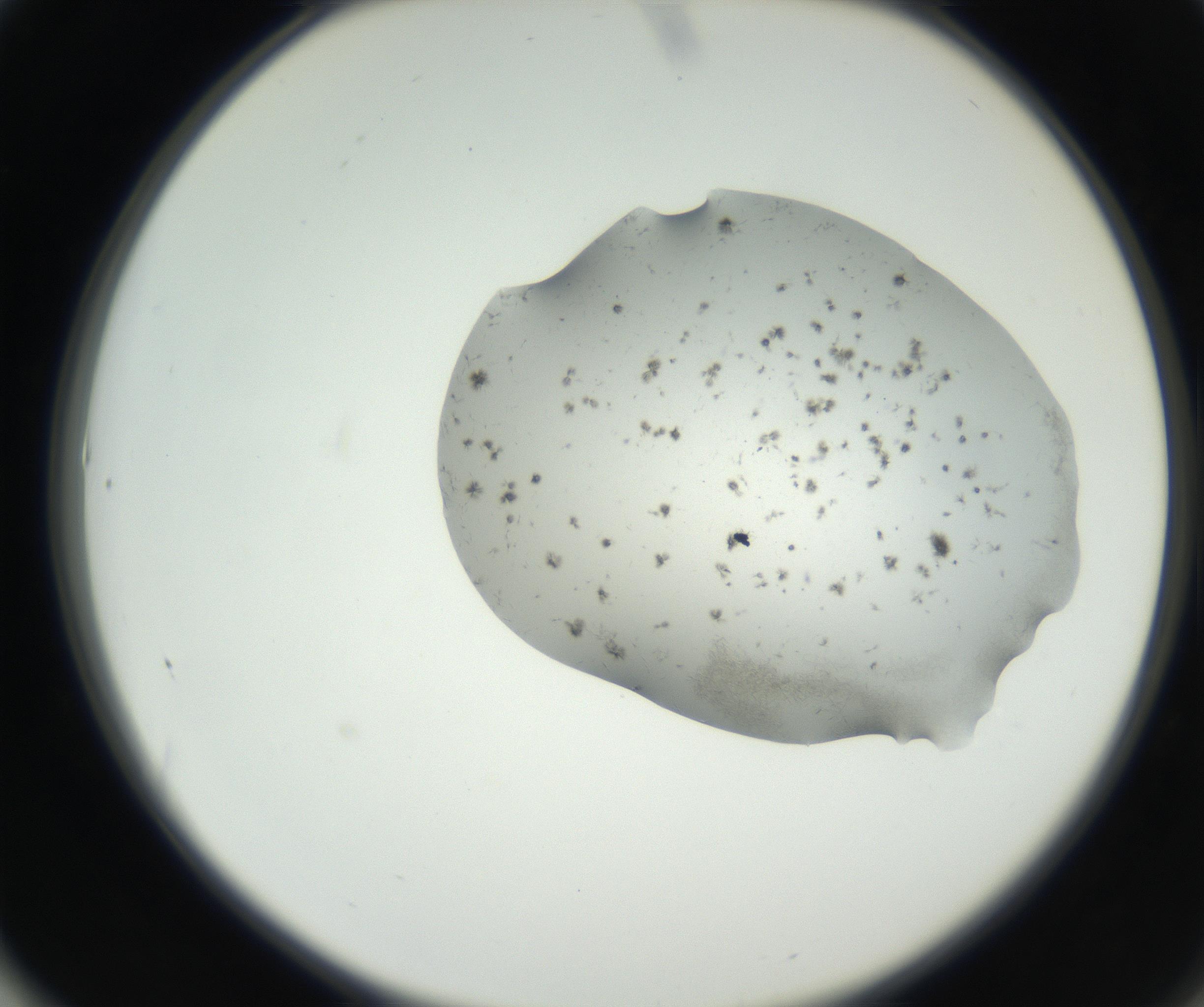 RI01_03_000_0212_Proj1_Clon1_MC_0000MC102624_003_160811_01_06_02_00_99_002_001_RAI.jpg