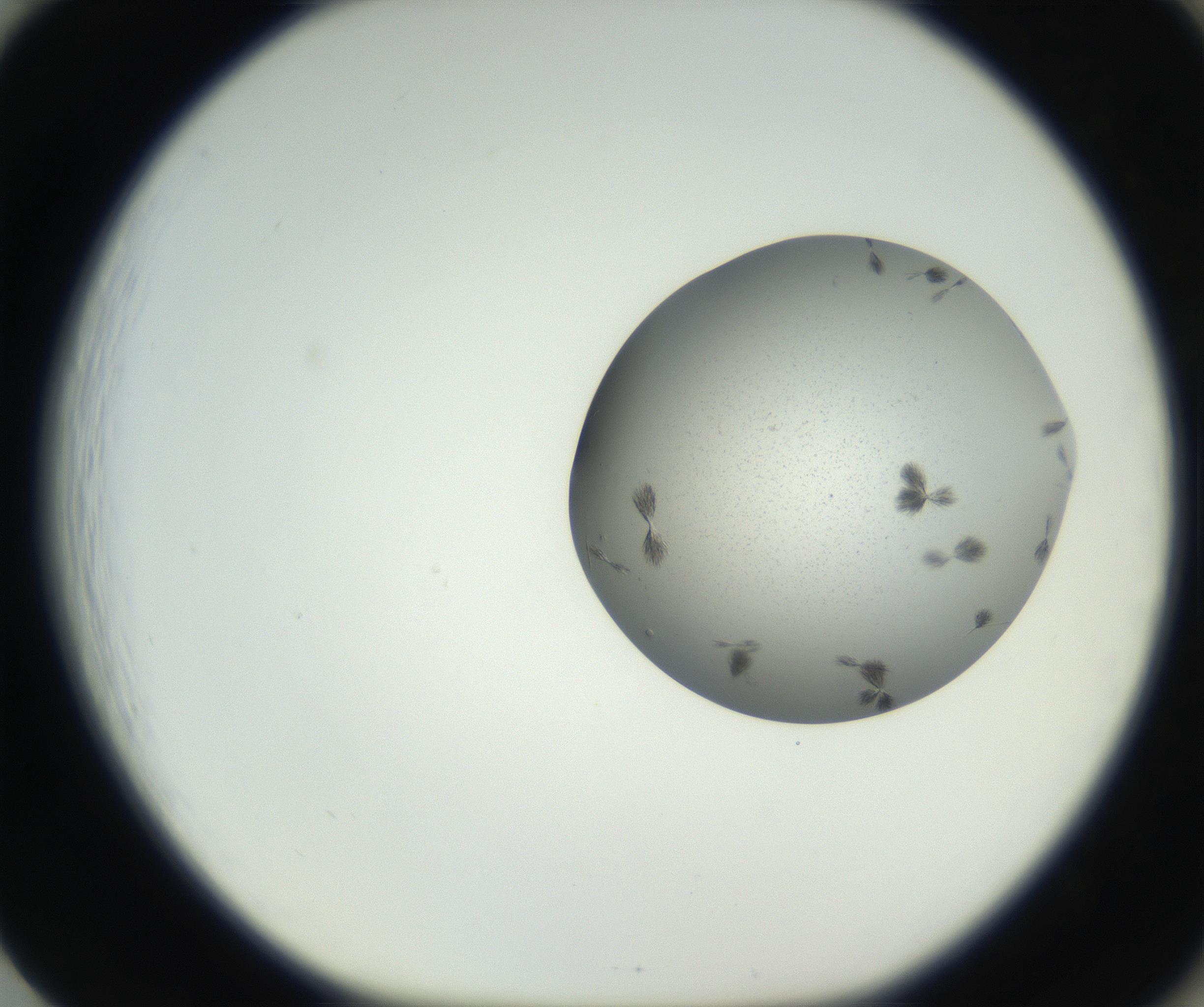 RI01_03_000_0212_Proj1_Clon1_MC_0000MC102624_003_160811_01_08_01_00_99_002_001_RAI.jpg