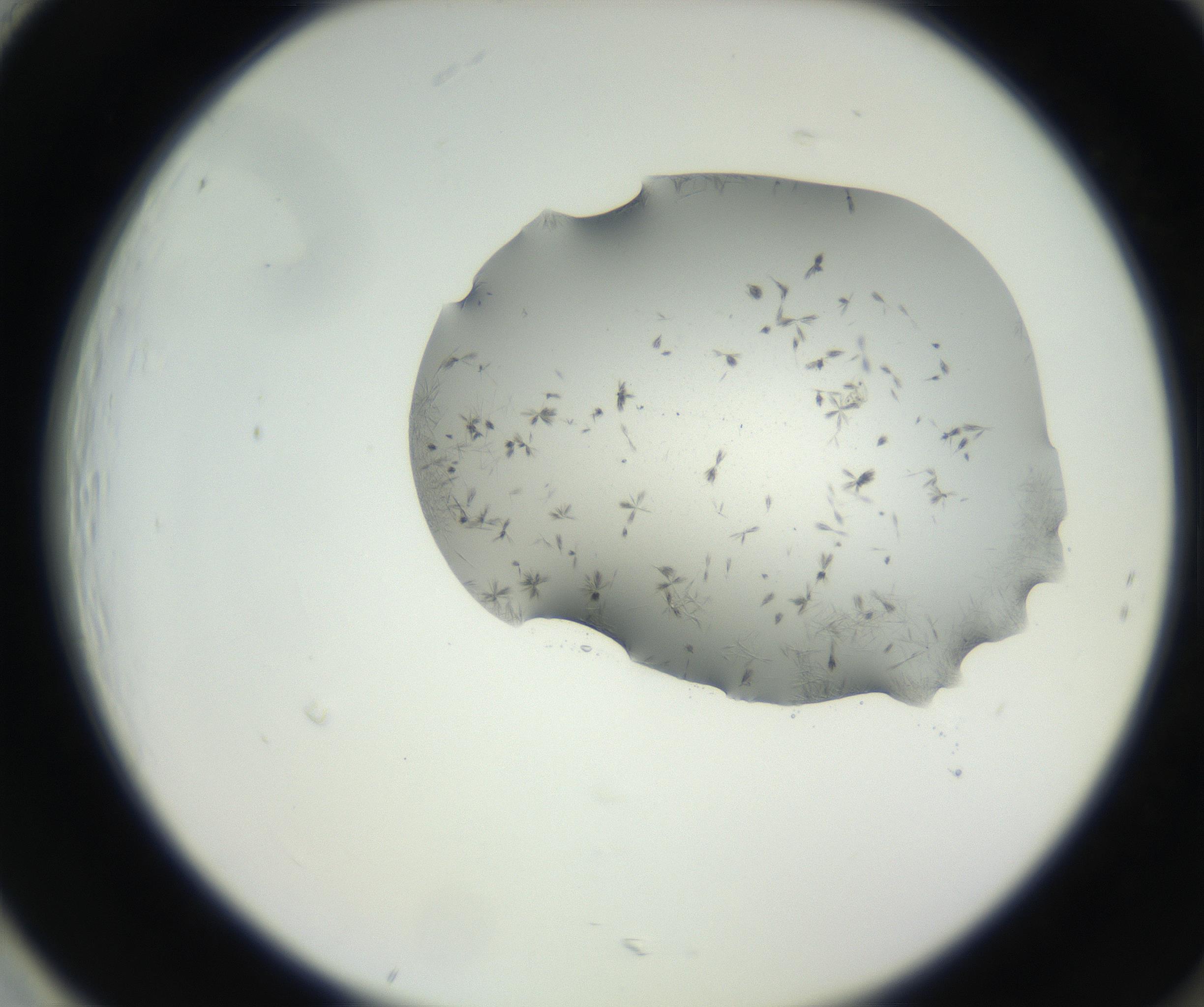 RI01_03_000_0212_Proj1_Clon1_MC_0000MC102624_003_160811_01_08_02_00_99_002_001_RAI.jpg