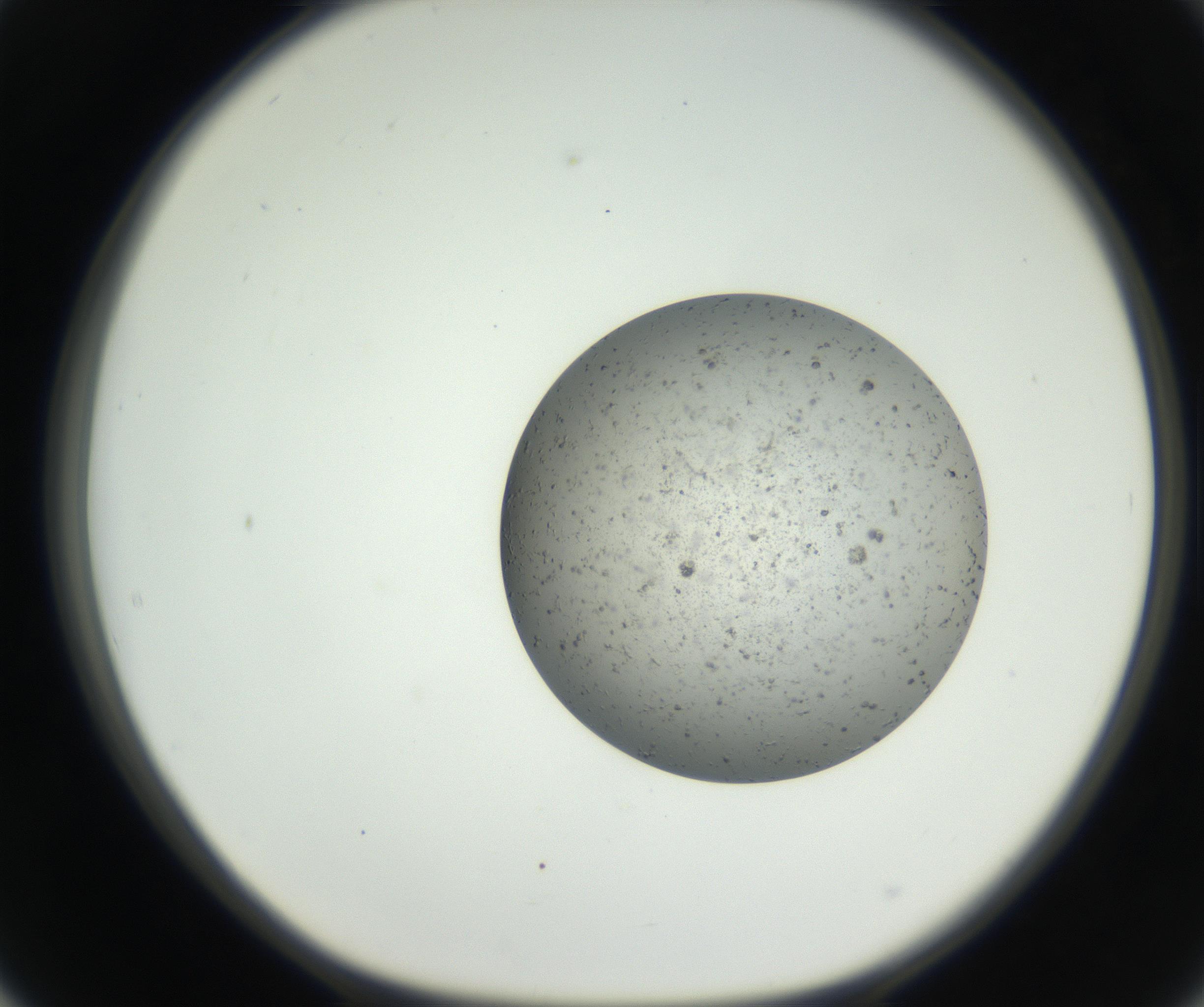 RI01_03_000_0212_Proj1_Clon1_MC_0000MC102624_003_160811_02_05_01_00_99_002_001_RAI.jpg