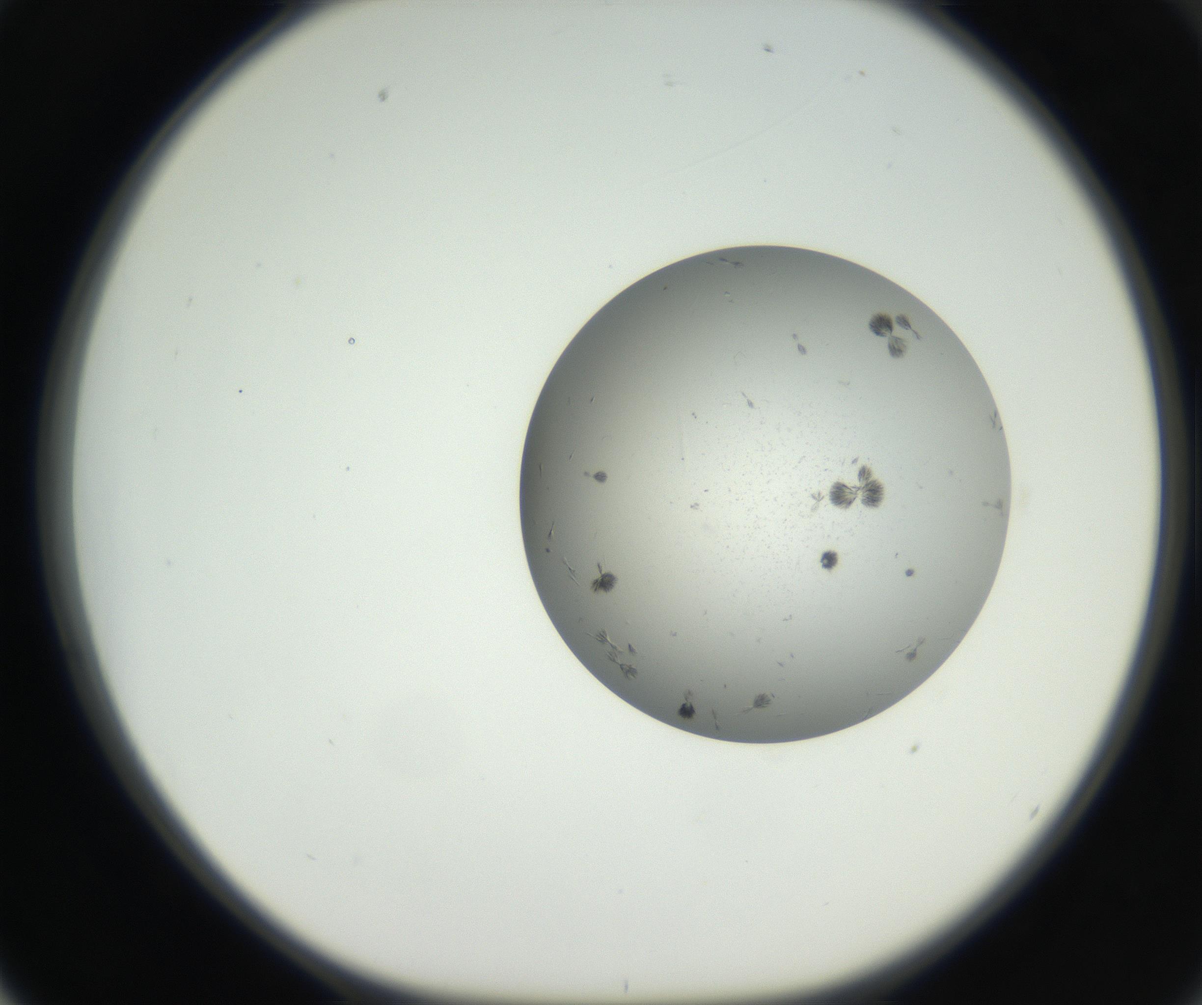 RI01_03_000_0212_Proj1_Clon1_MC_0000MC102624_003_160811_02_06_01_00_99_002_001_RAI.jpg