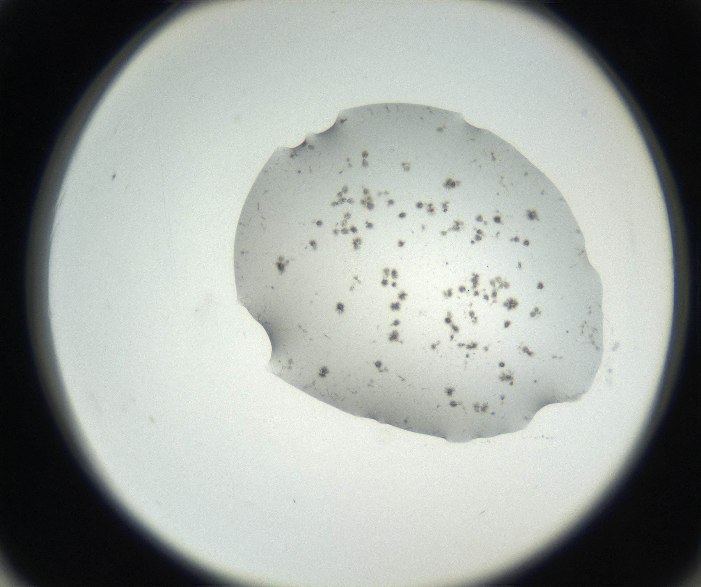 RI01_03_000_0212_Proj1_Clon1_MC_0000MC102624_003_160811_02_06_02_00_99_002_001_RAI.jpg