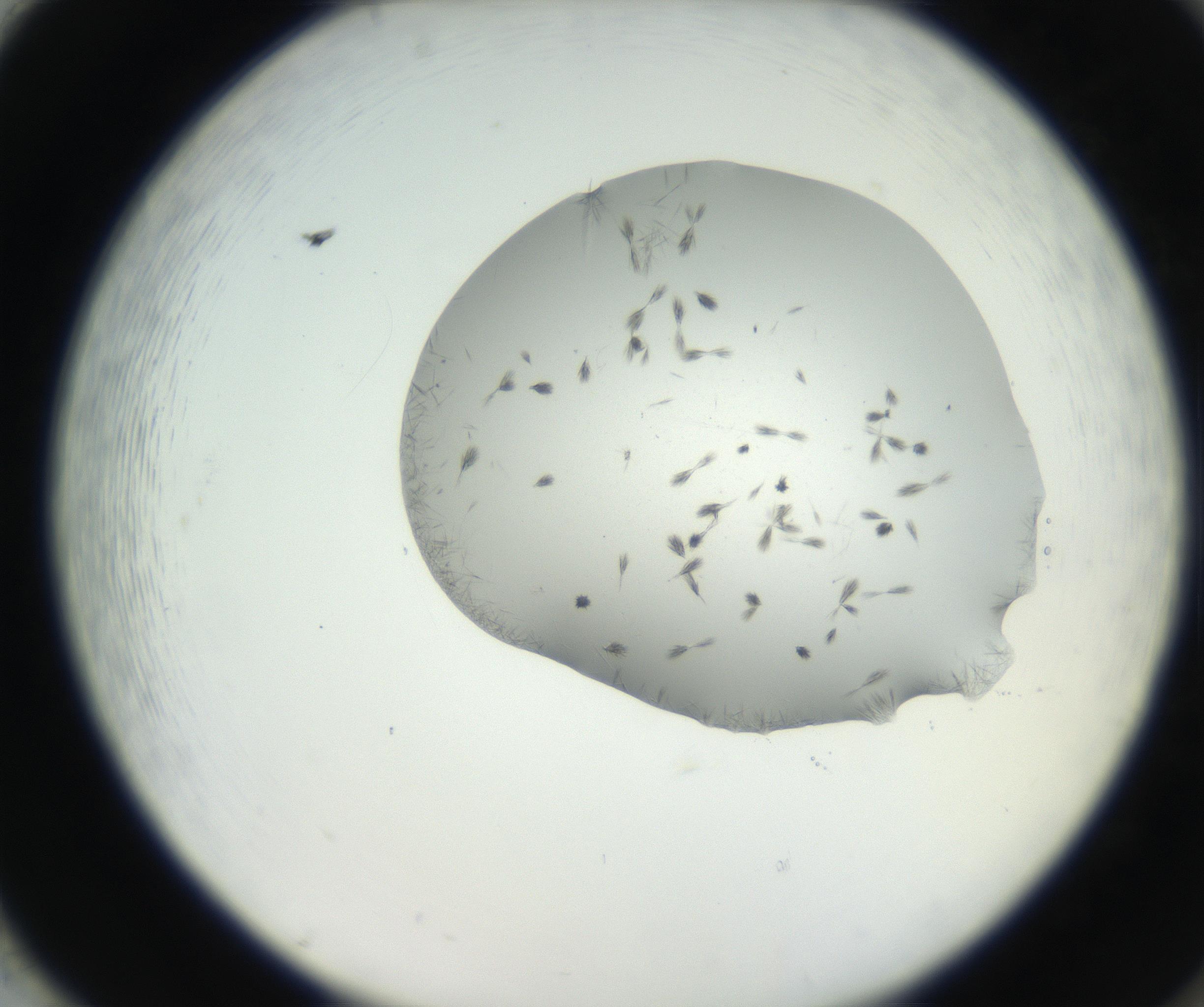 RI01_03_000_0212_Proj1_Clon1_MC_0000MC102624_003_160811_02_08_02_00_99_002_001_RAI.jpg