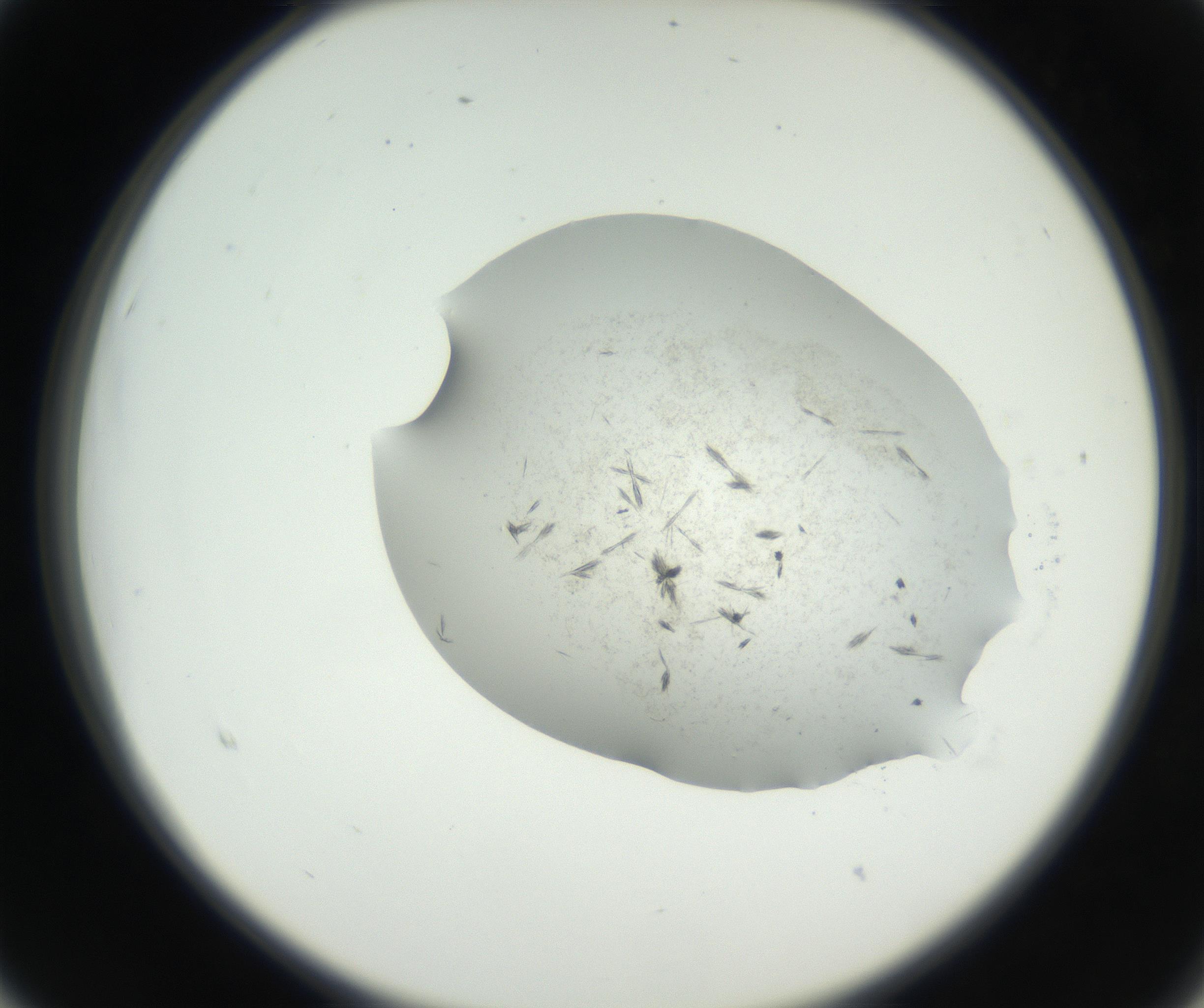RI01_03_000_0212_Proj1_Clon1_MC_0000MC102624_003_160811_03_02_02_00_99_002_001_RAI.jpg