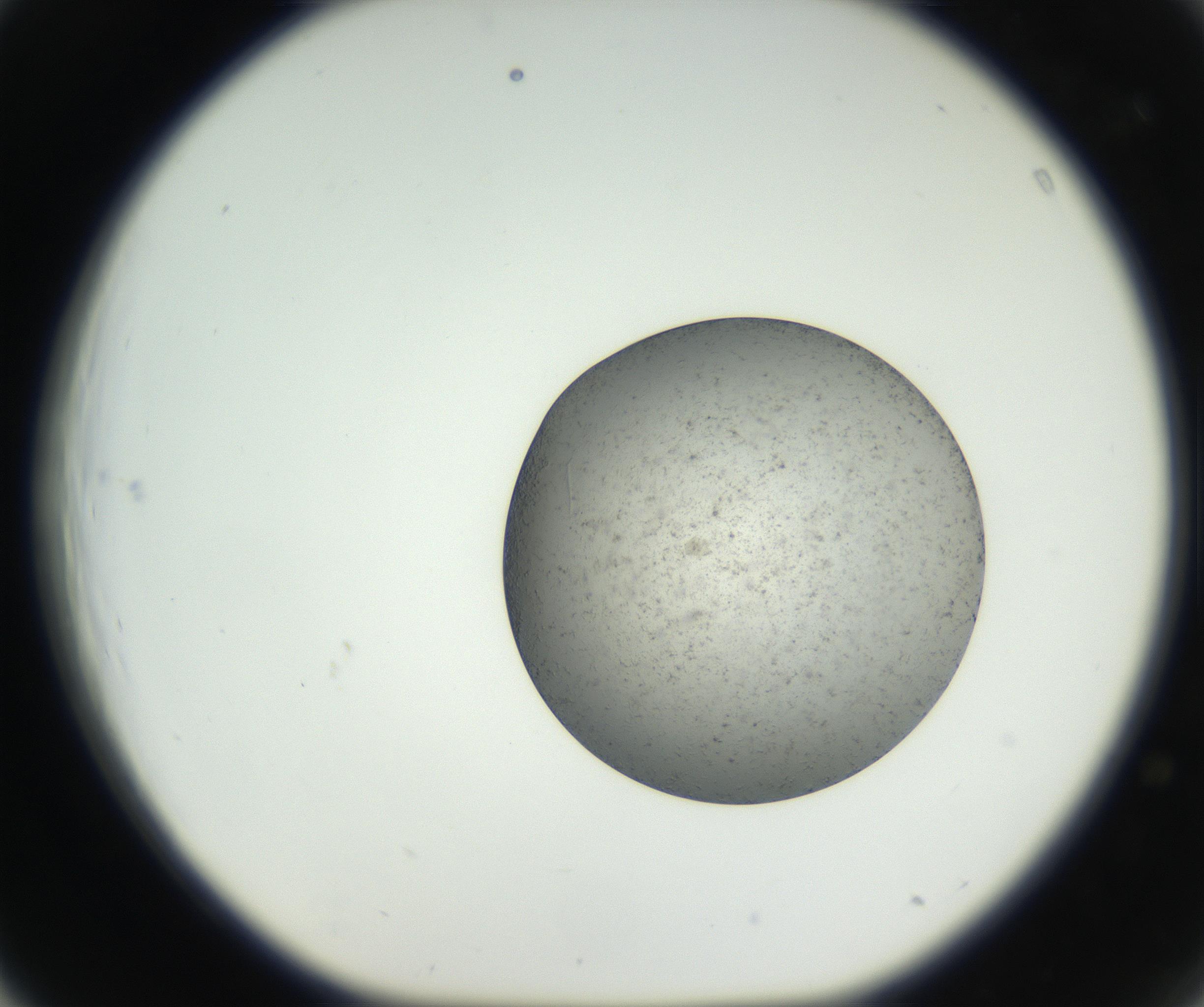 RI01_03_000_0212_Proj1_Clon1_MC_0000MC102624_003_160811_03_04_01_00_99_002_001_RAI.jpg