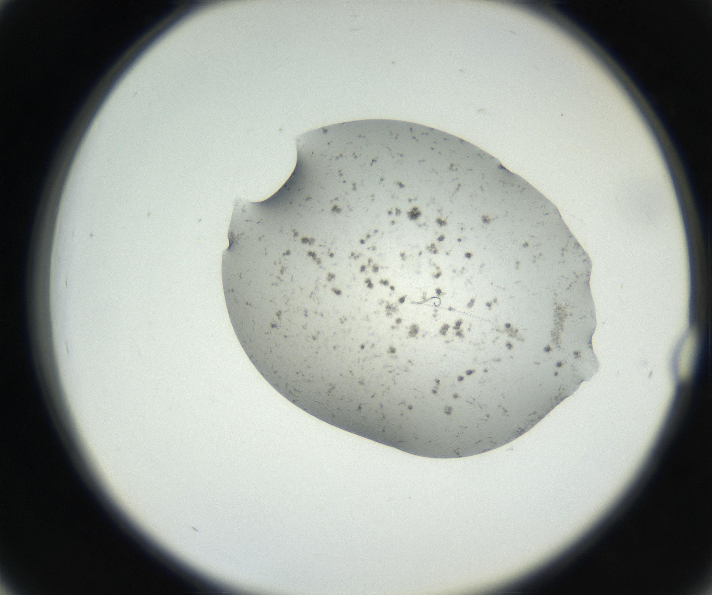 RI01_03_000_0212_Proj1_Clon1_MC_0000MC102624_003_160811_03_04_02_00_99_002_001_RAI.jpg