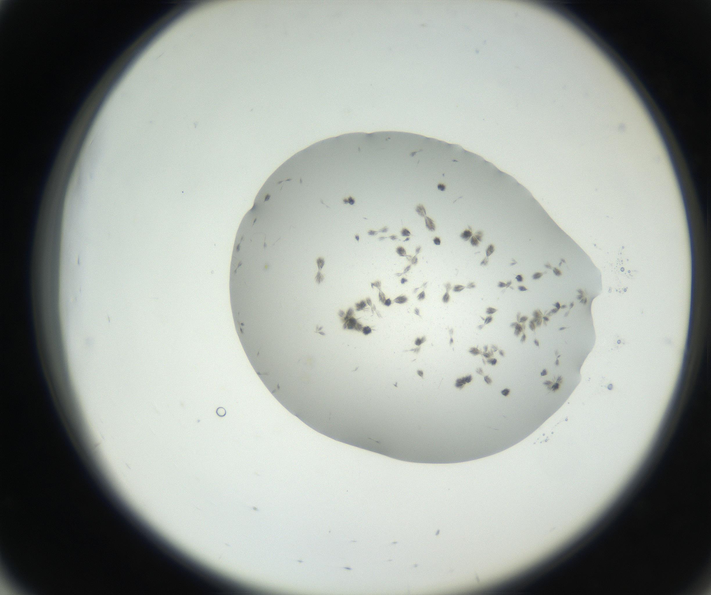 RI01_03_000_0212_Proj1_Clon1_MC_0000MC102624_003_160811_03_05_02_00_99_002_001_RAI.jpg