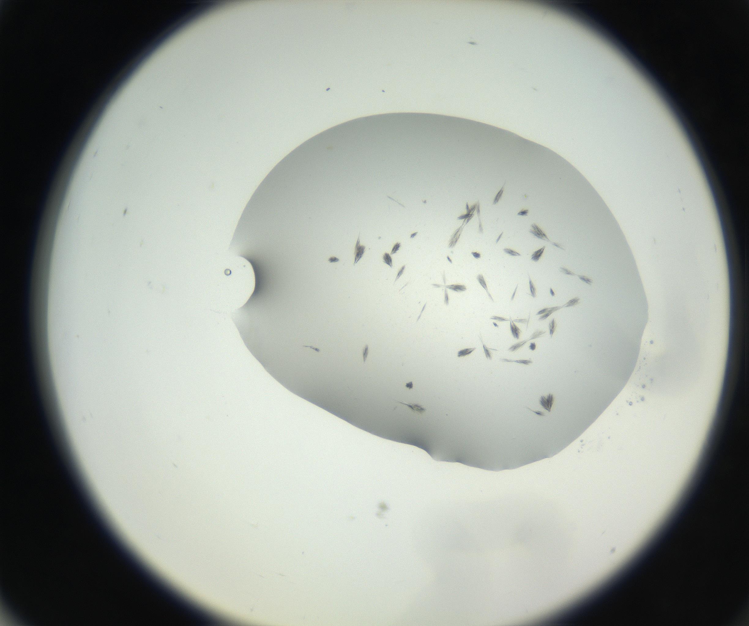 RI01_03_000_0212_Proj1_Clon1_MC_0000MC102624_003_160811_03_07_02_00_99_002_001_RAI.jpg
