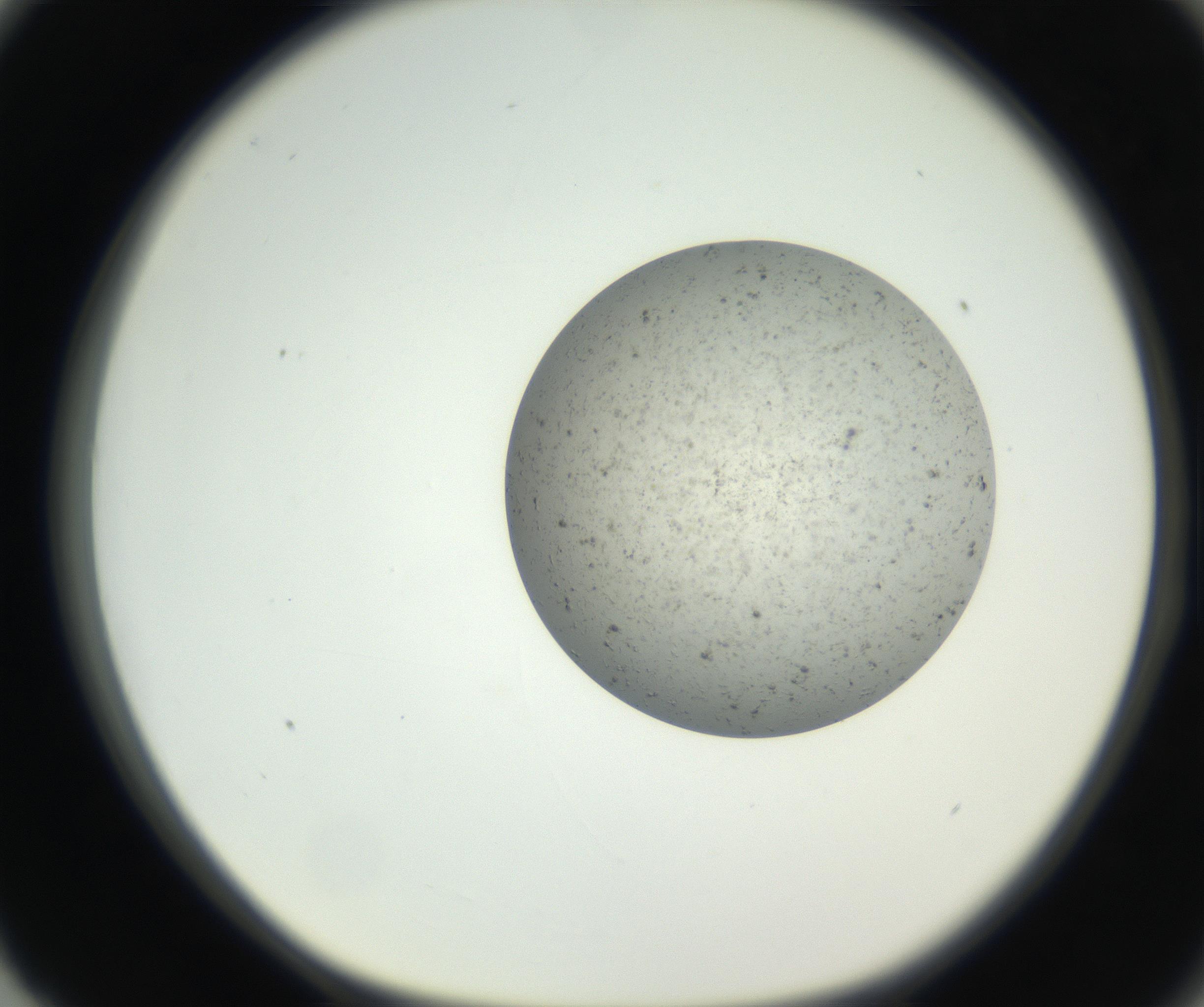 RI01_03_000_0212_Proj1_Clon1_MC_0000MC102624_003_160811_03_08_01_00_99_002_001_RAI.jpg
