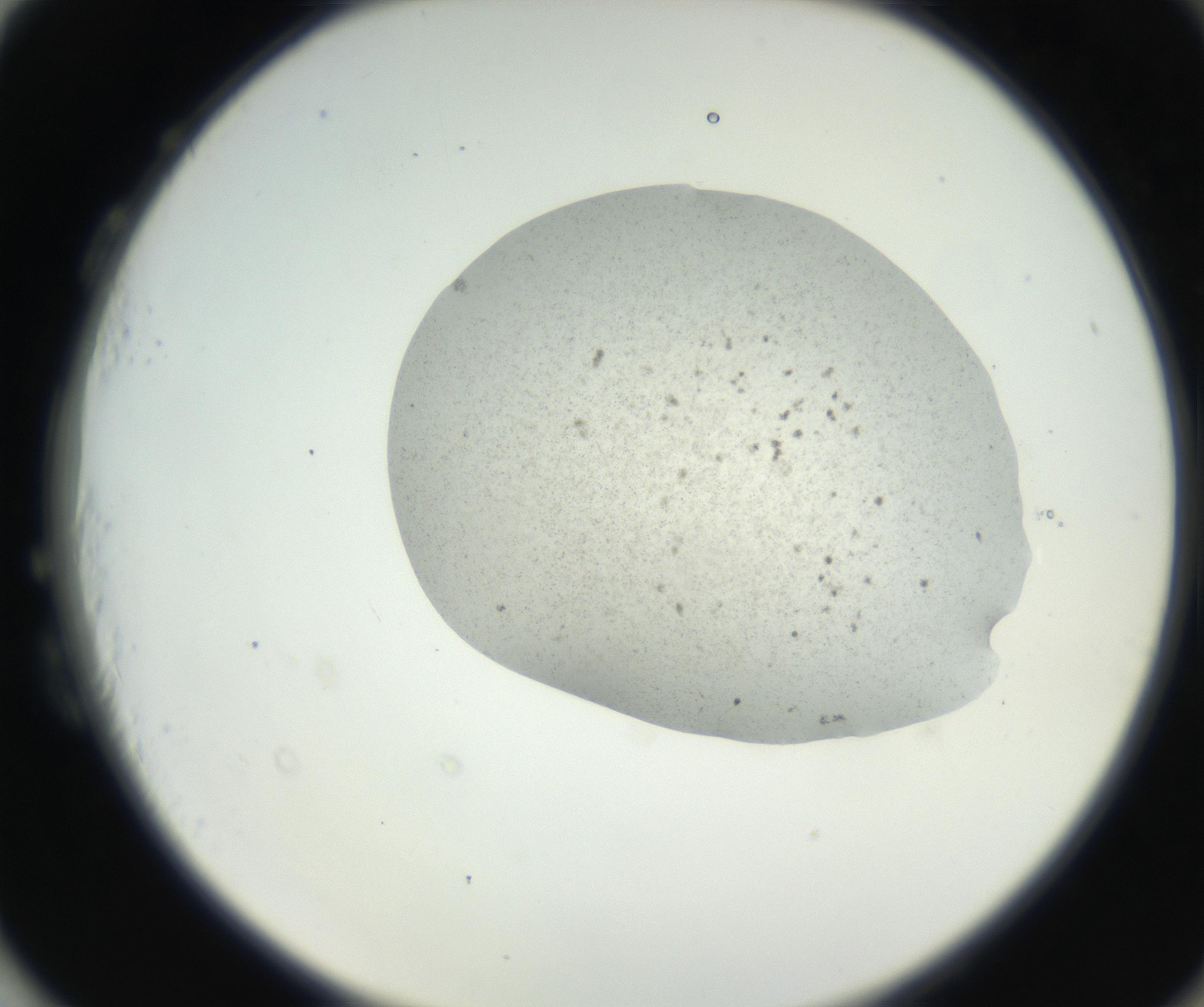 RI01_03_000_0212_Proj1_Clon1_MC_0000MC102624_003_160811_03_08_02_00_99_002_001_RAI.jpg