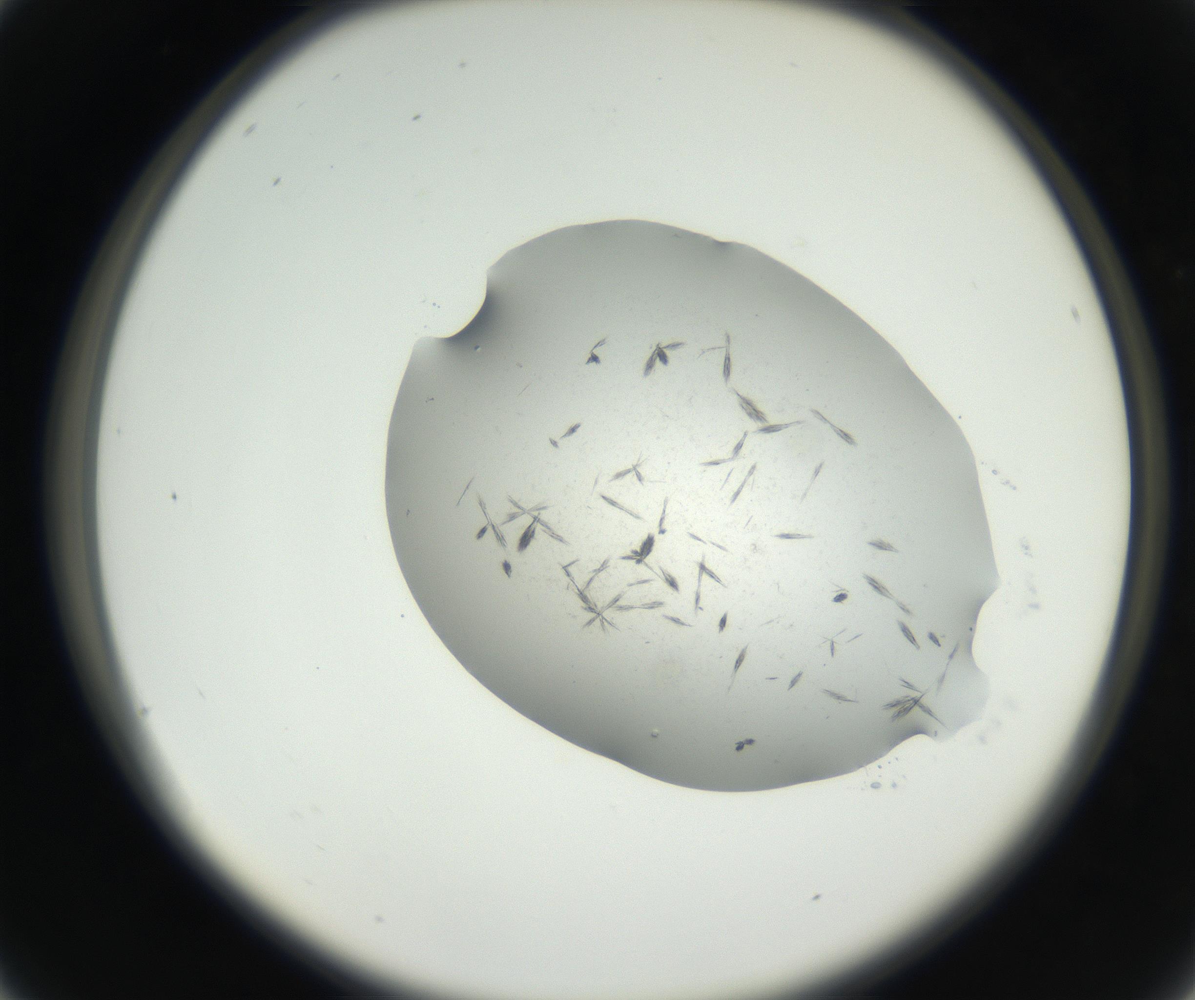 RI01_03_000_0212_Proj1_Clon1_MC_0000MC102624_003_160811_04_02_02_00_99_002_001_RAI.jpg